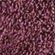 GRAPE