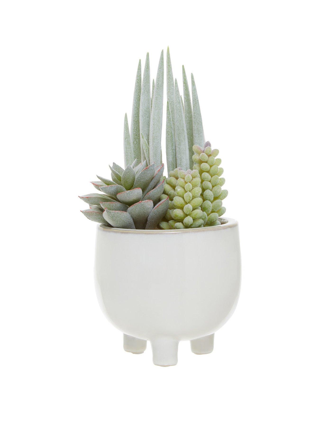 premier-housewares-fiori-mixed-succulents-in-white-pot