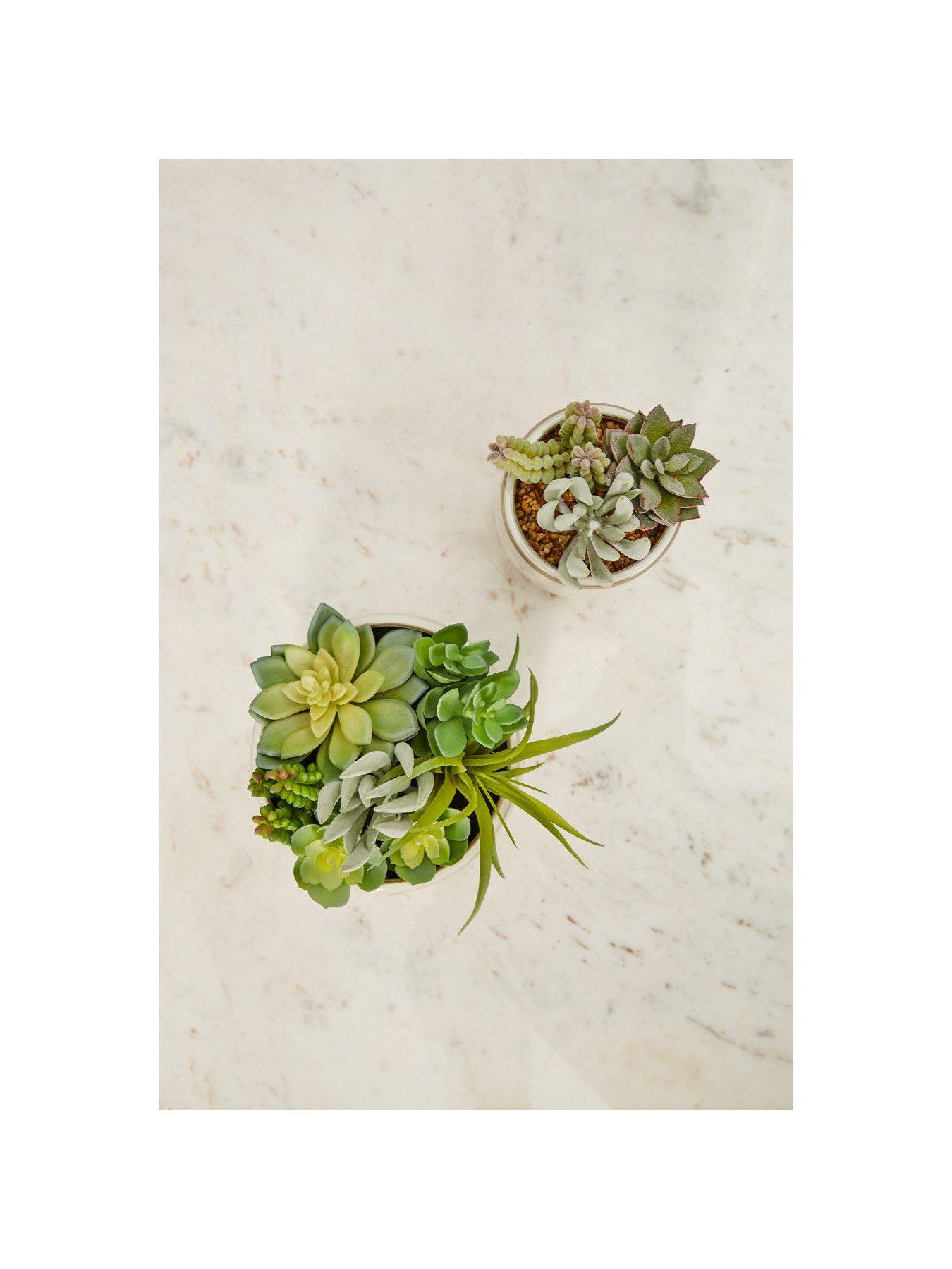 premier-housewares-fiori-mixed-succulents-in-white-potback