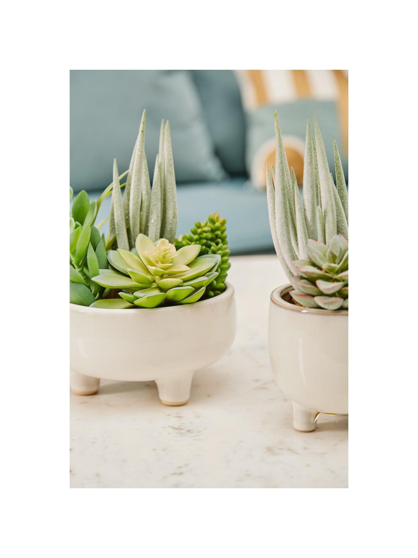 premier-housewares-fiori-mixed-succulents-in-white-potoutfit