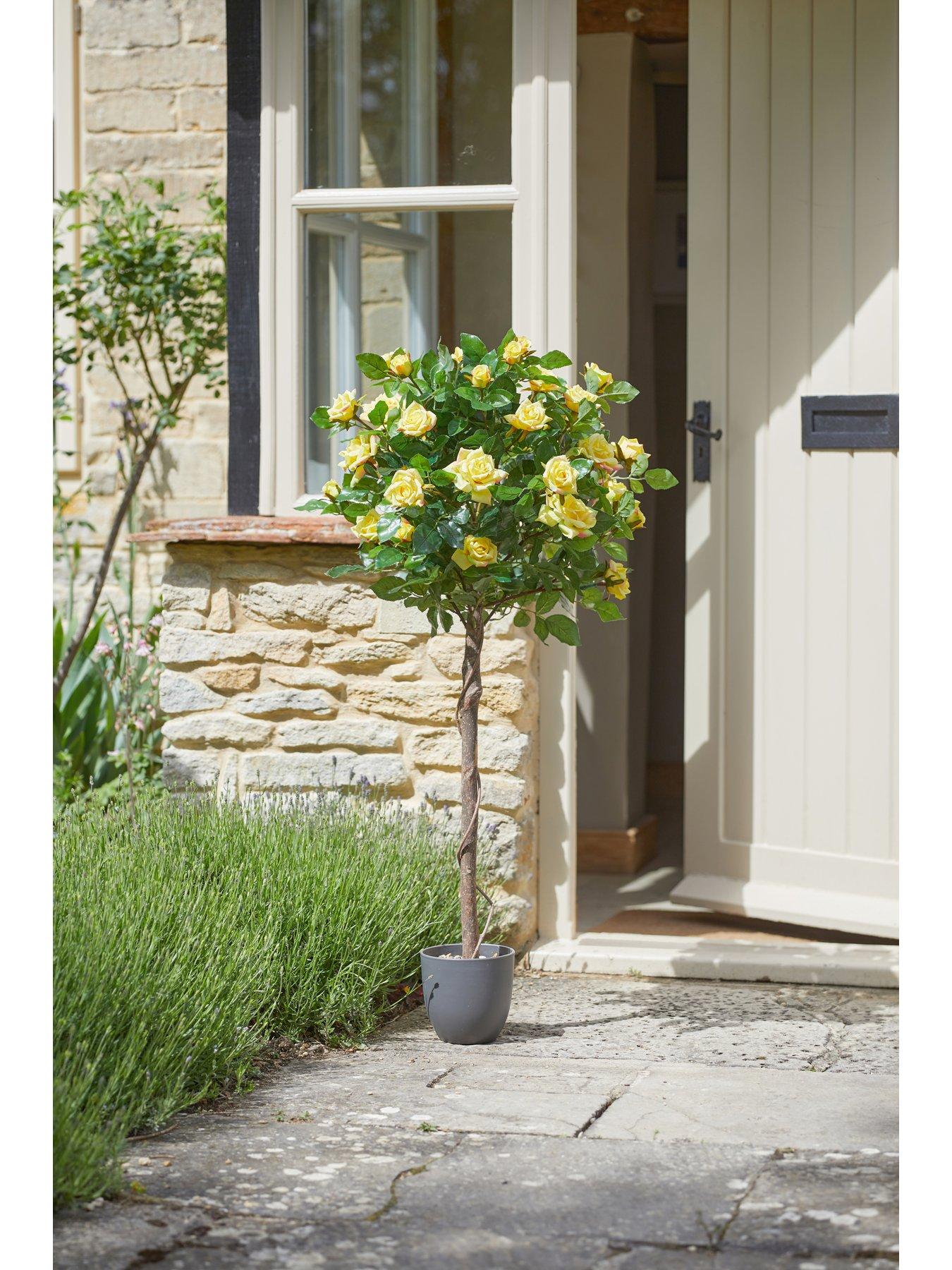 smart-garden-regents-rose-yellow-standard-tree