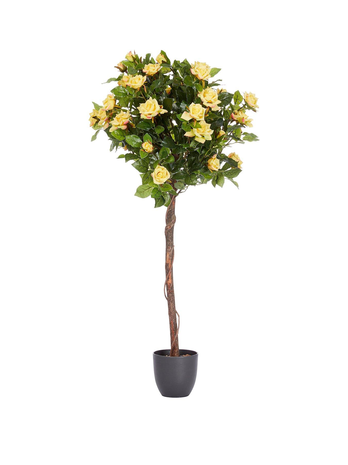 smart-garden-regents-rose-yellow-standard-treestillFront