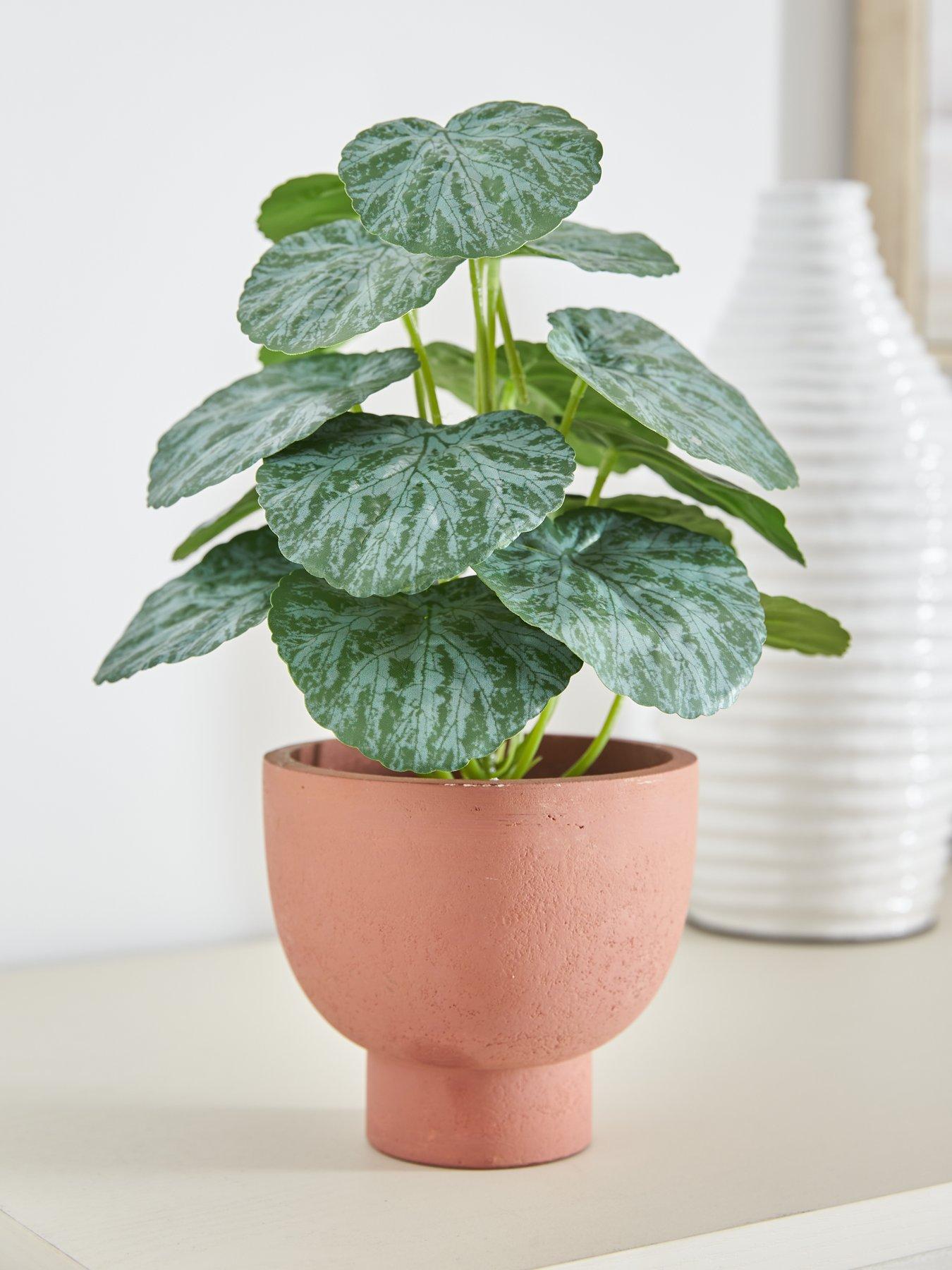 very-home-chinese-money-plant-in-paper-pot