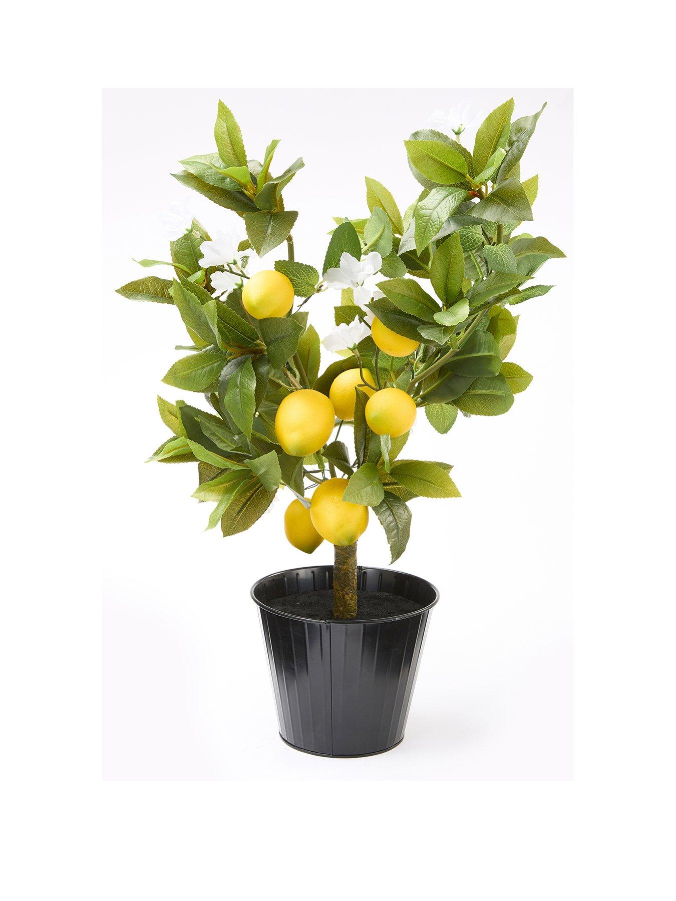 the-very-collection-lemon-table-top-treestillFront