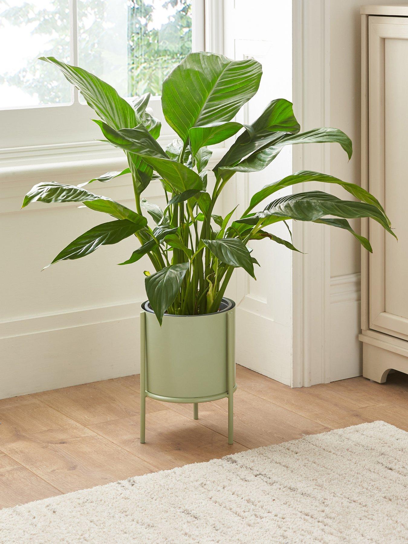 Image 1 of 4 of The Very Collection Metal Planter and Stand - Green