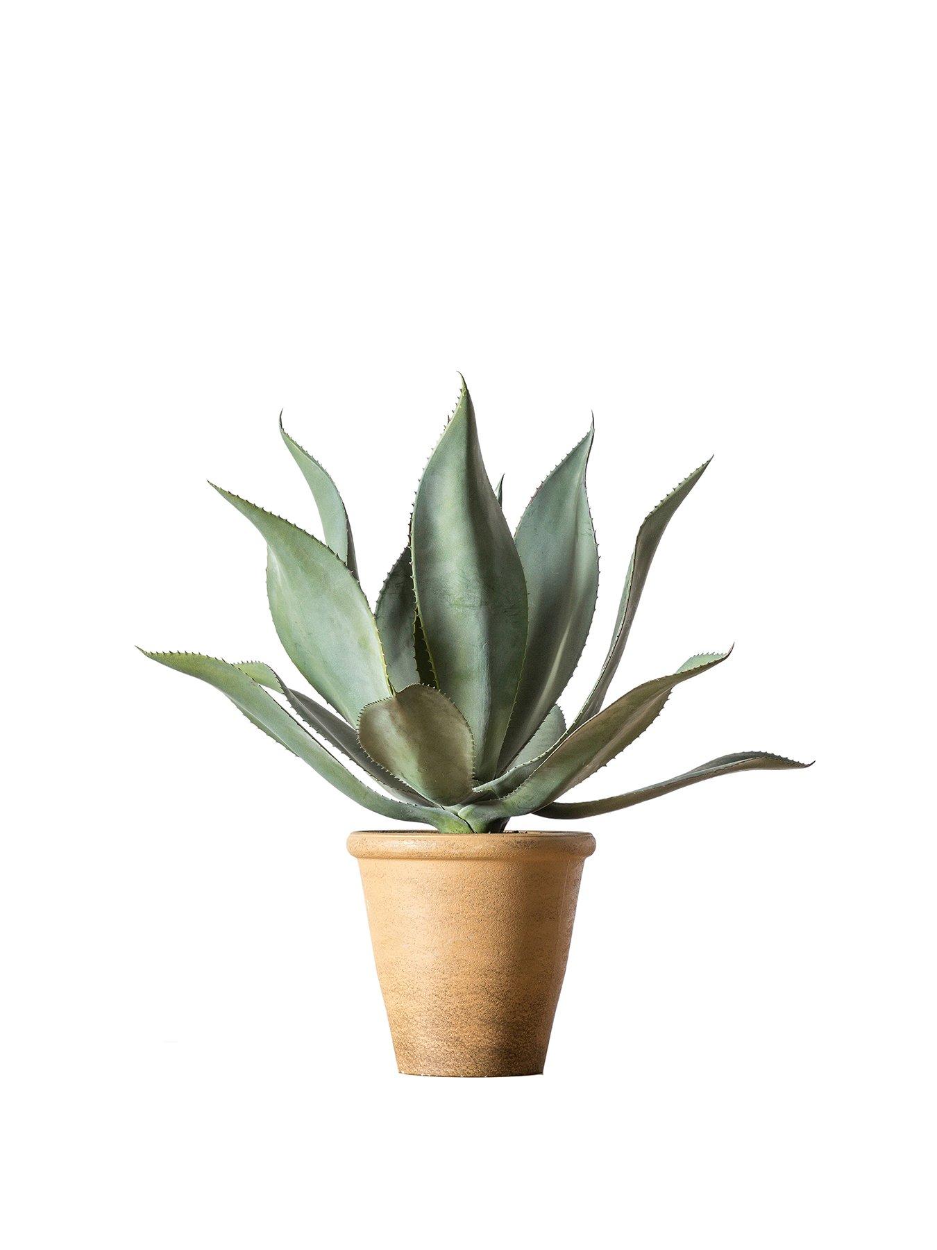 gallery-aloe-wide-leaf-560x560x560mmstillFront