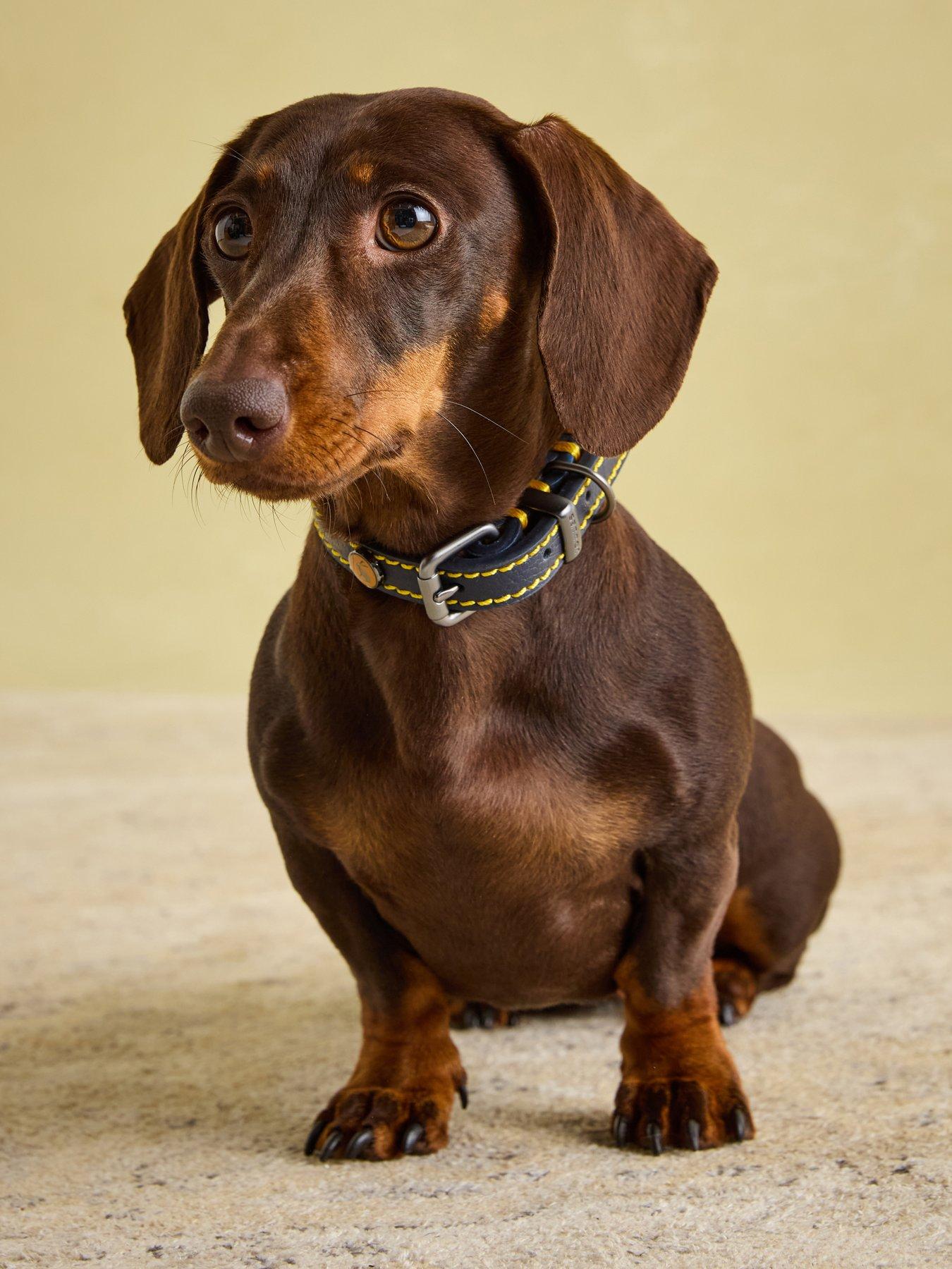 Image 6 of 7 of Joules Navy Leather Collar M