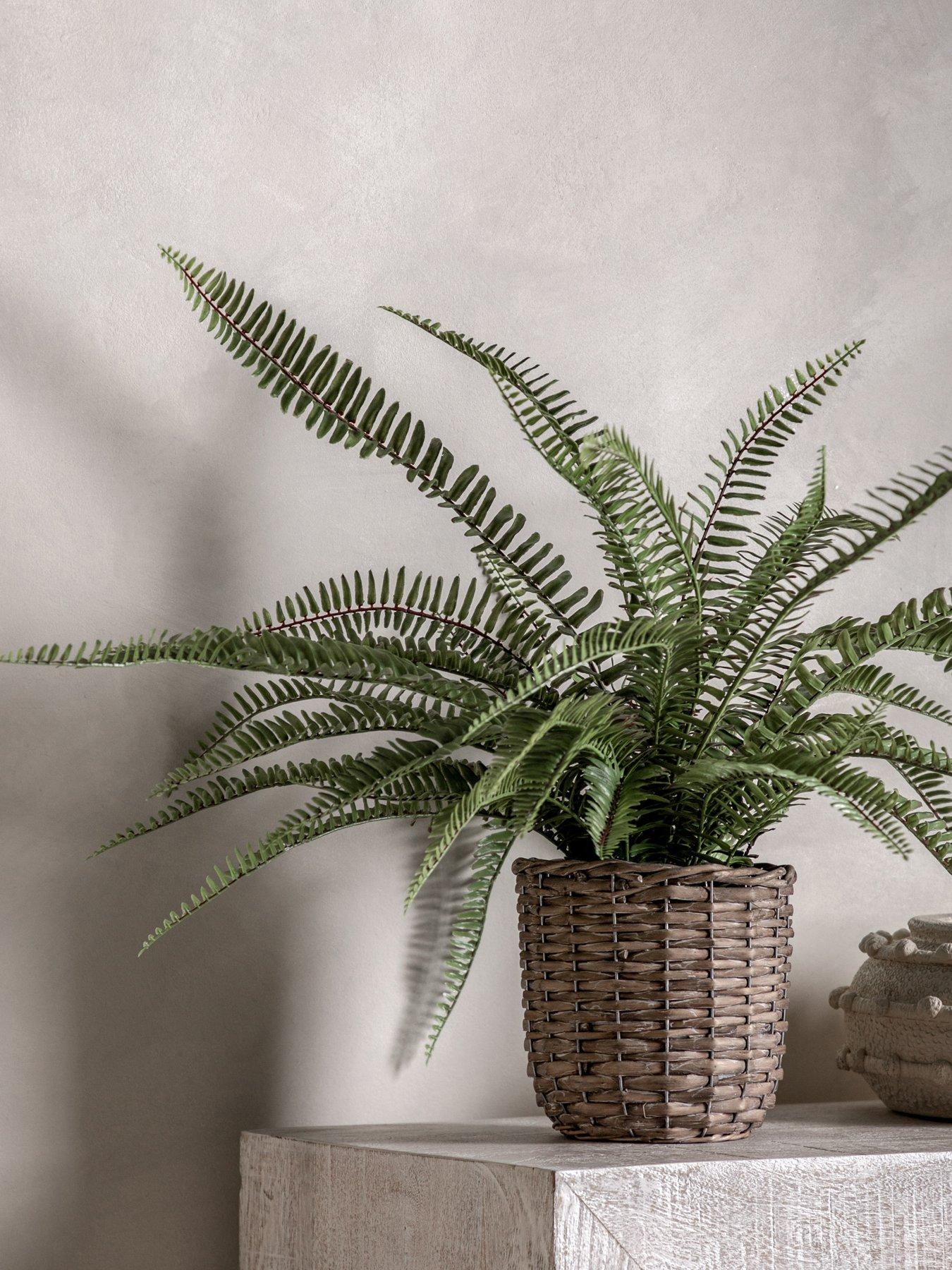 gallery-potted-fern-plant-810mm