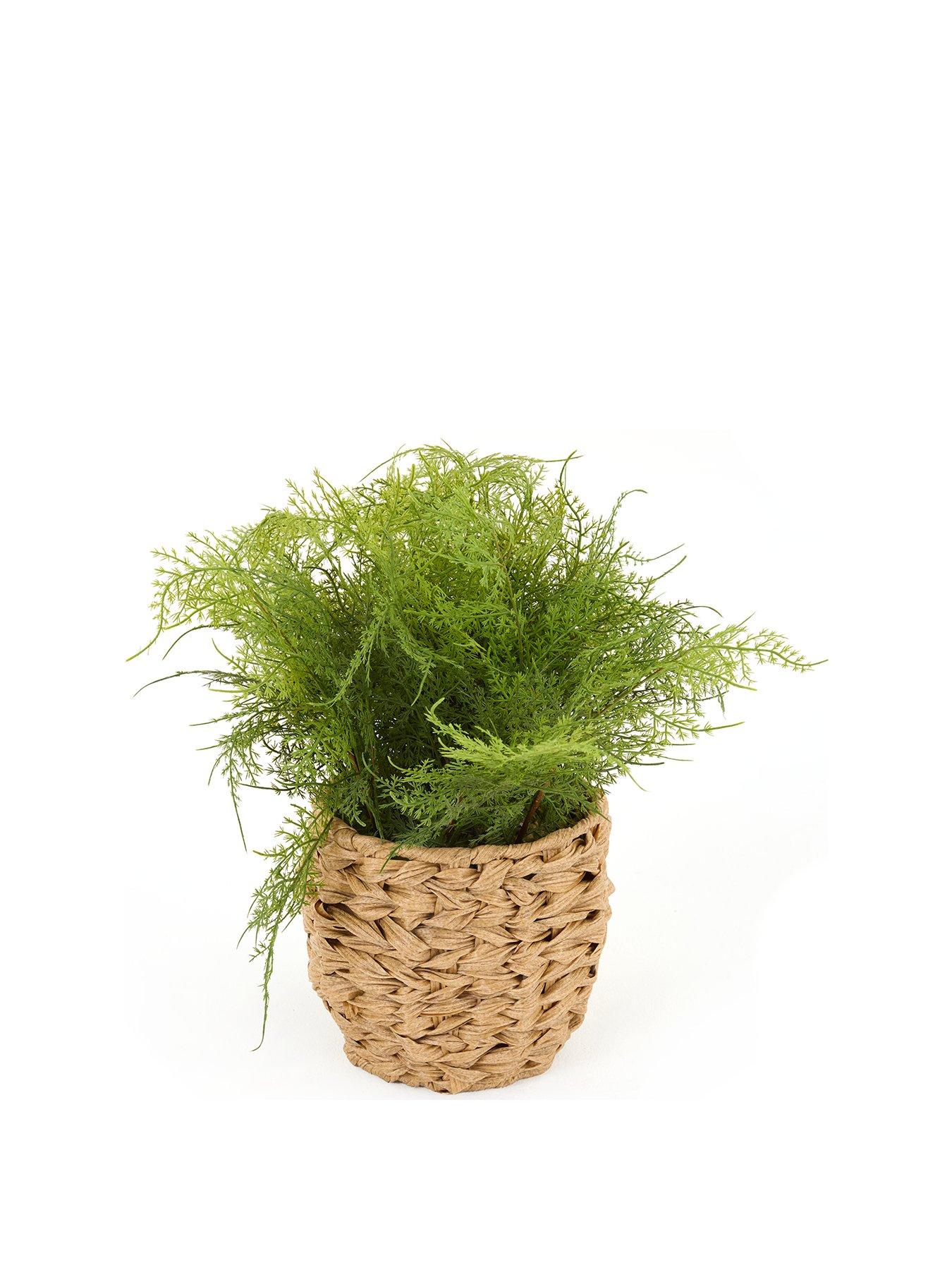 the-very-collection-artificial-fern-in-woven-basketstillFront