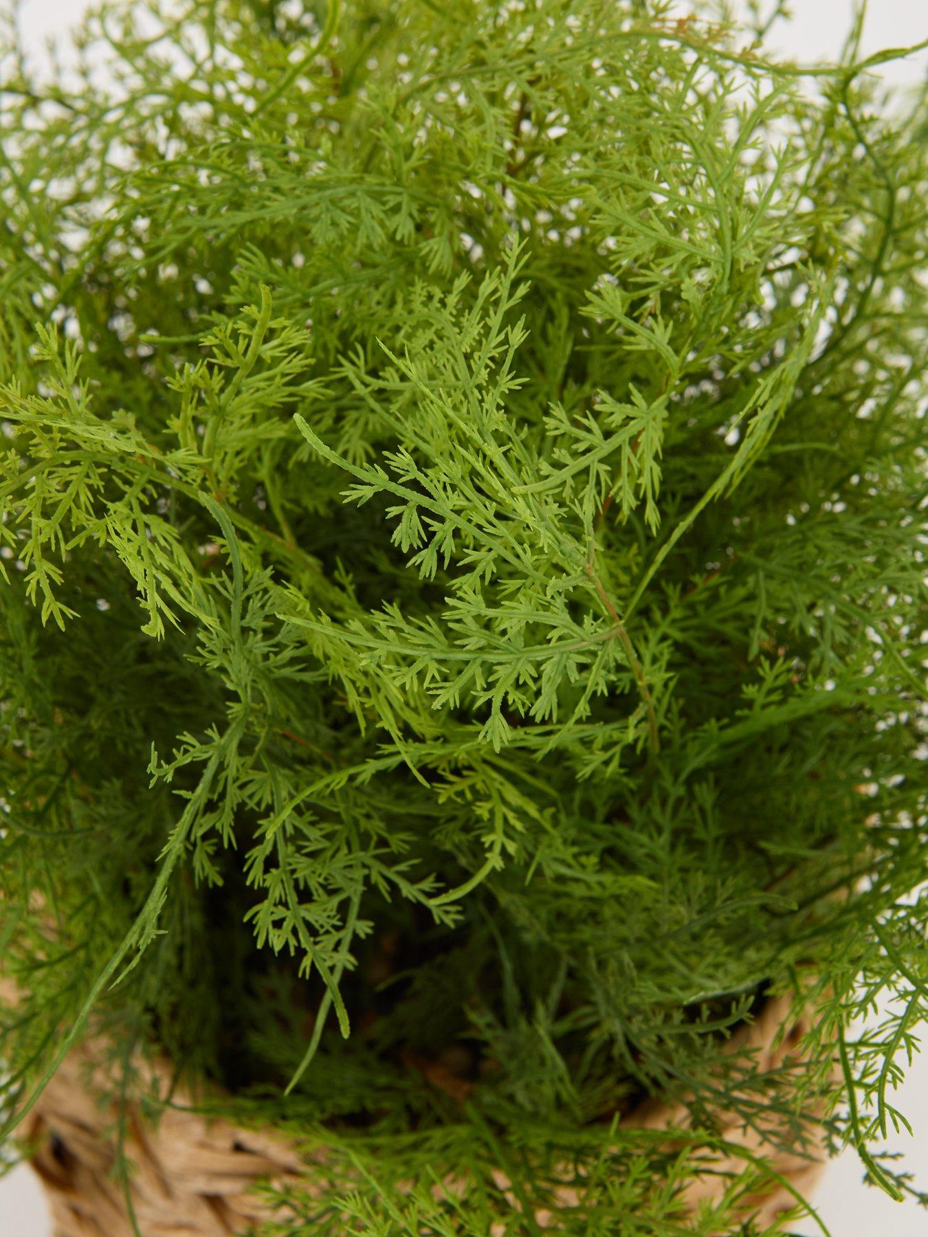 the-very-collection-artificial-fern-in-woven-basketback