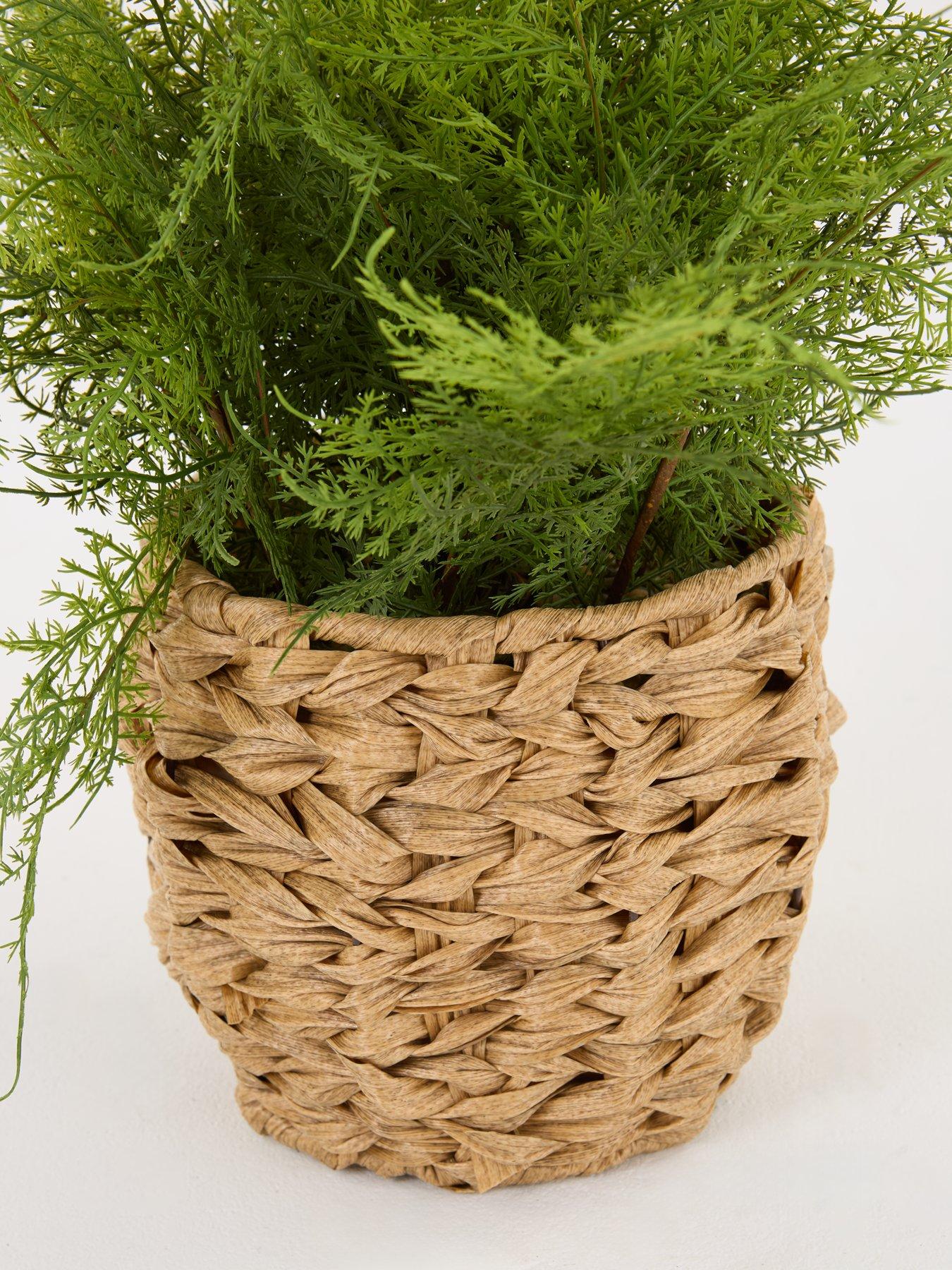 the-very-collection-artificial-fern-in-woven-basketoutfit
