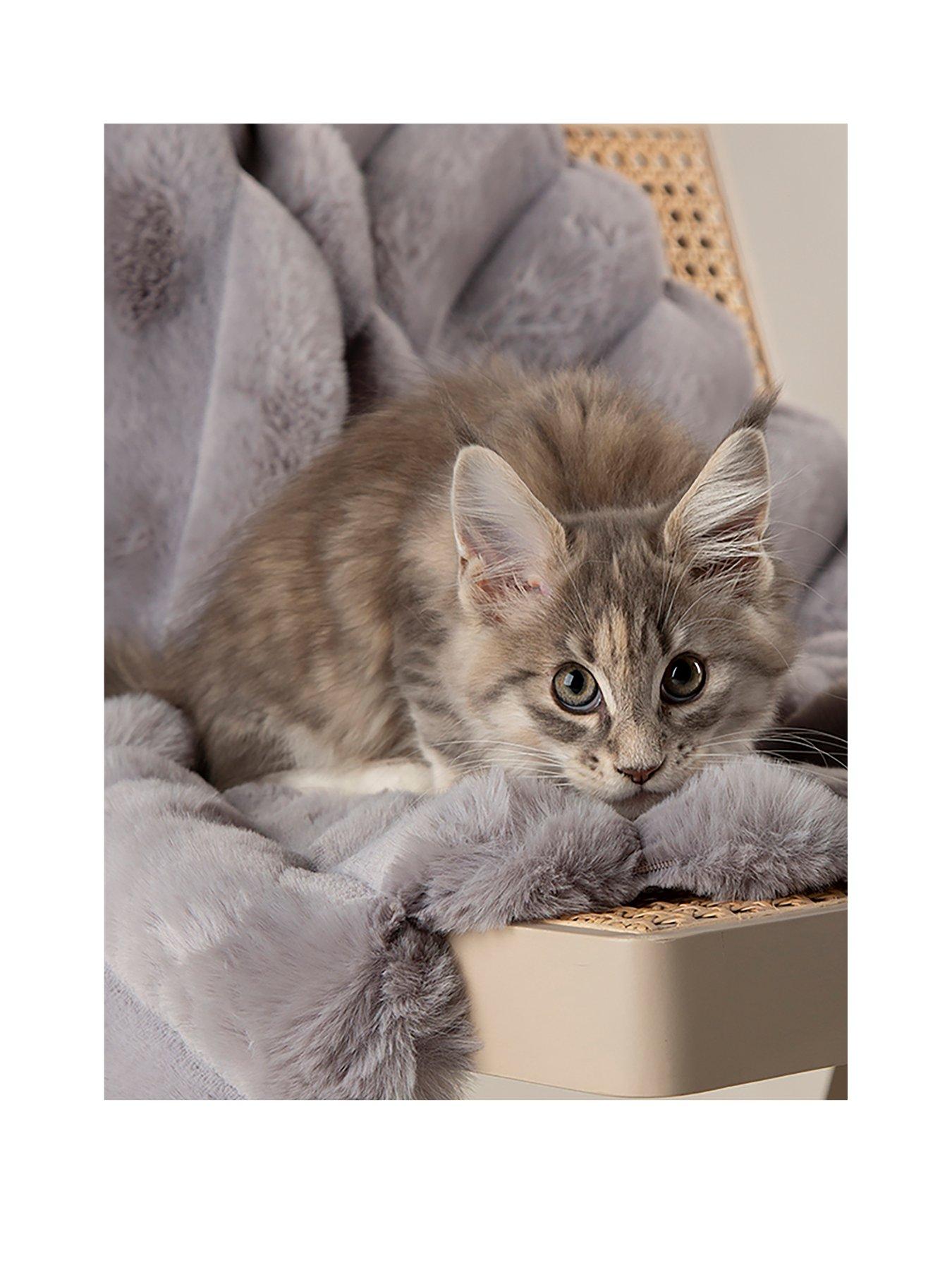 scruffs-scruffs-aspen-pet-blanketback