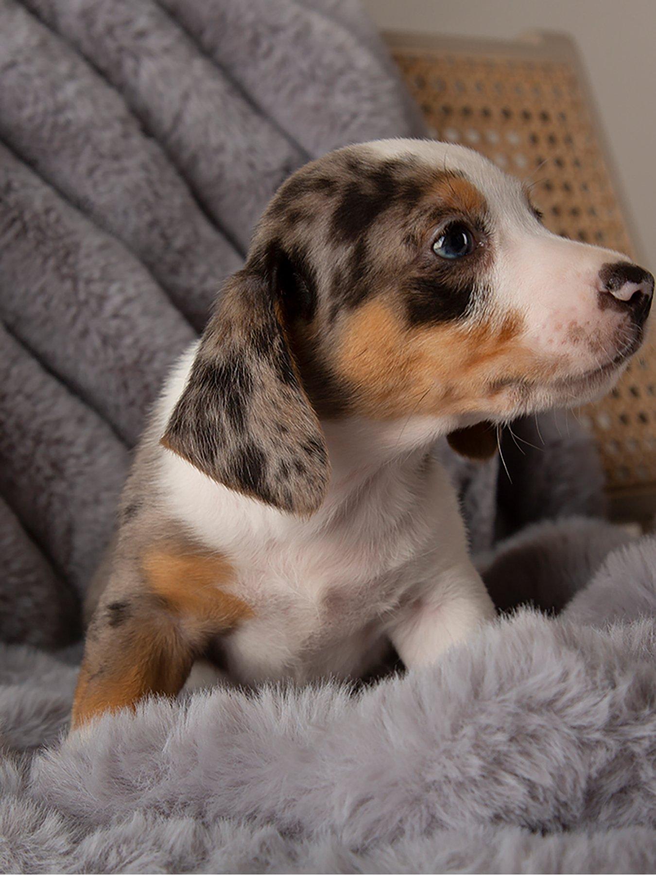 scruffs-scruffs-aspen-pet-blanketdetail