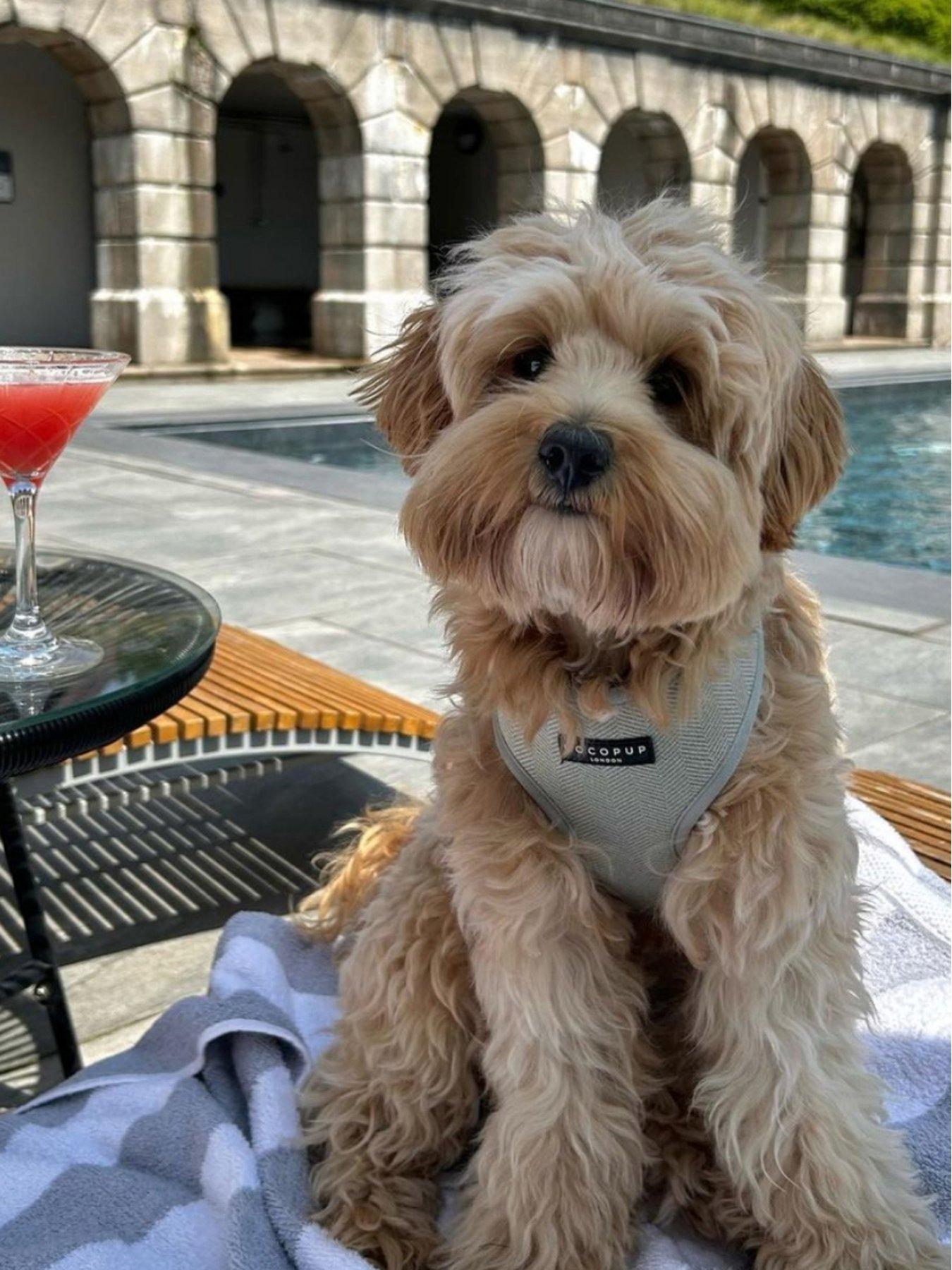 Image 3 of 4 of Cocopup Sage Tweed Harness