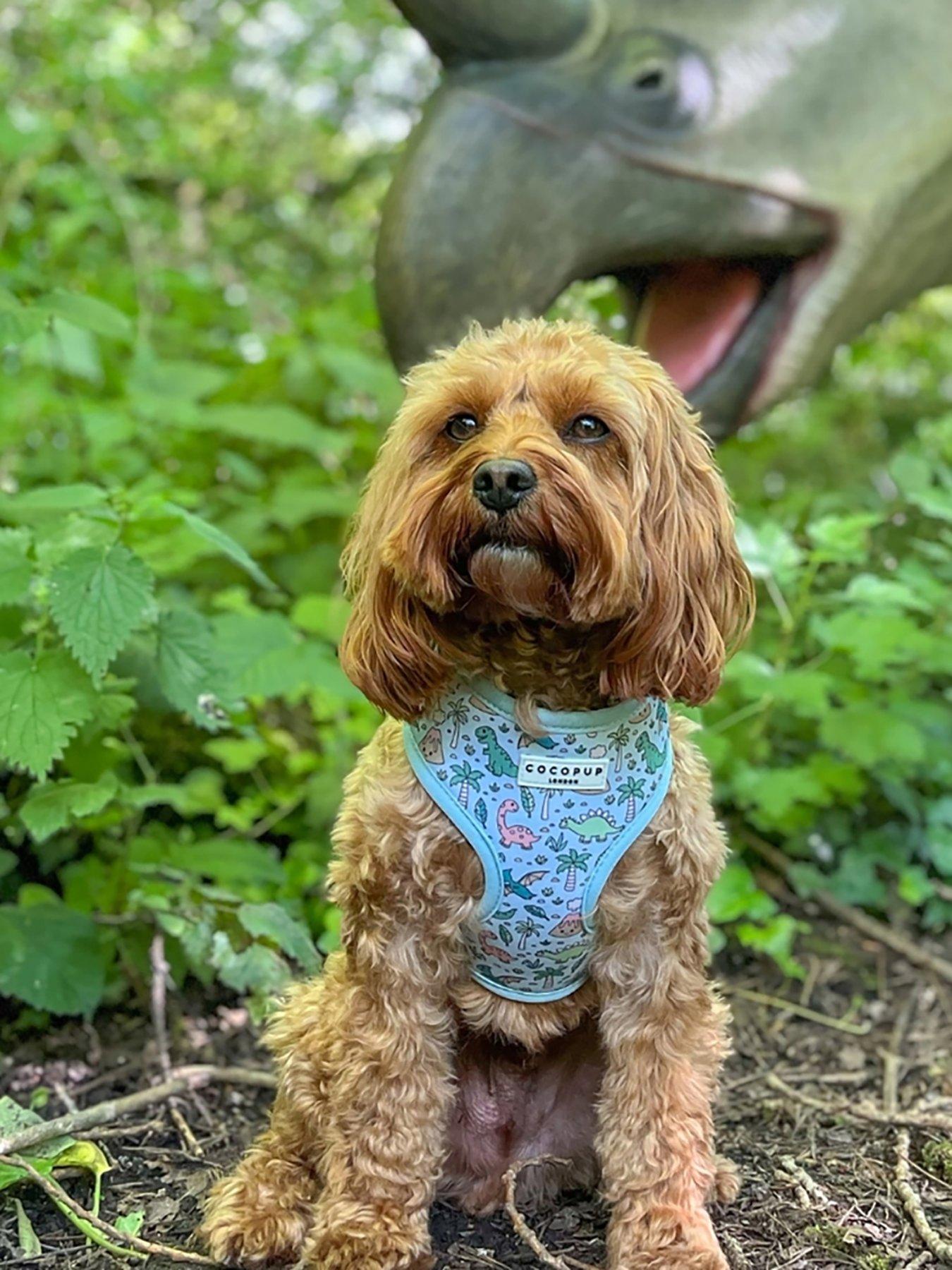 Cocopup Dinopaws Harness - Small in Blue