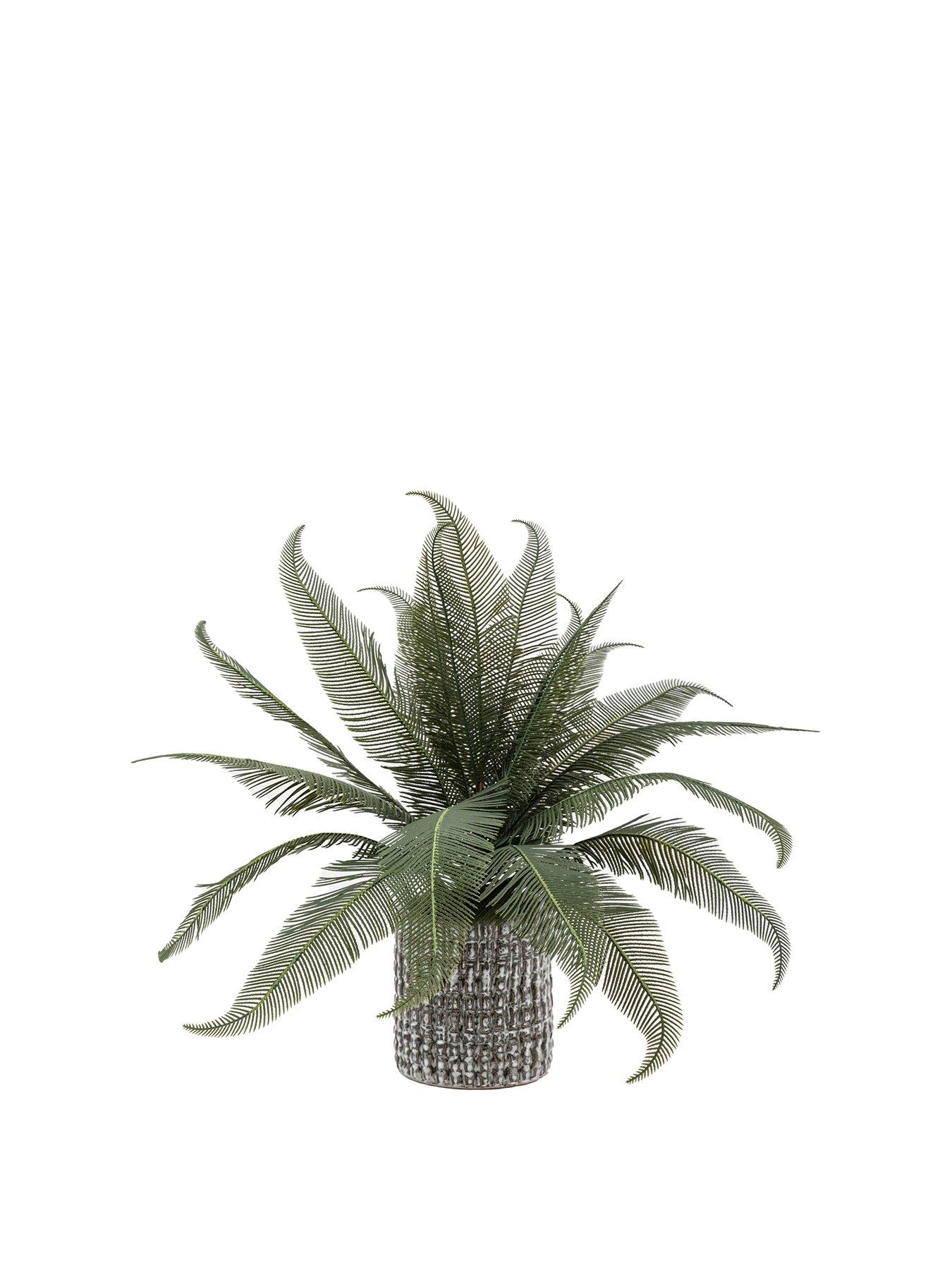 gallery-direct-wide-fern-in-concrete-potstillFront