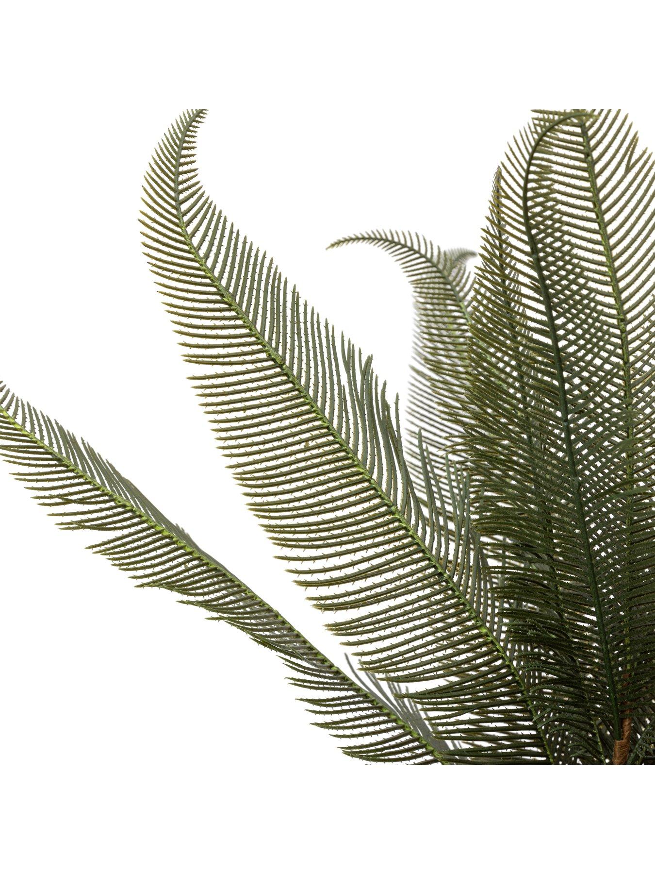 gallery-direct-wide-fern-in-concrete-potdetail