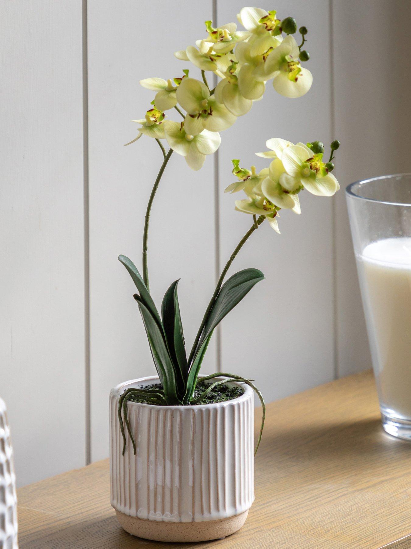 gallery-direct-orchid-cream-in-ribbed-white-ceramic-pot-440mm