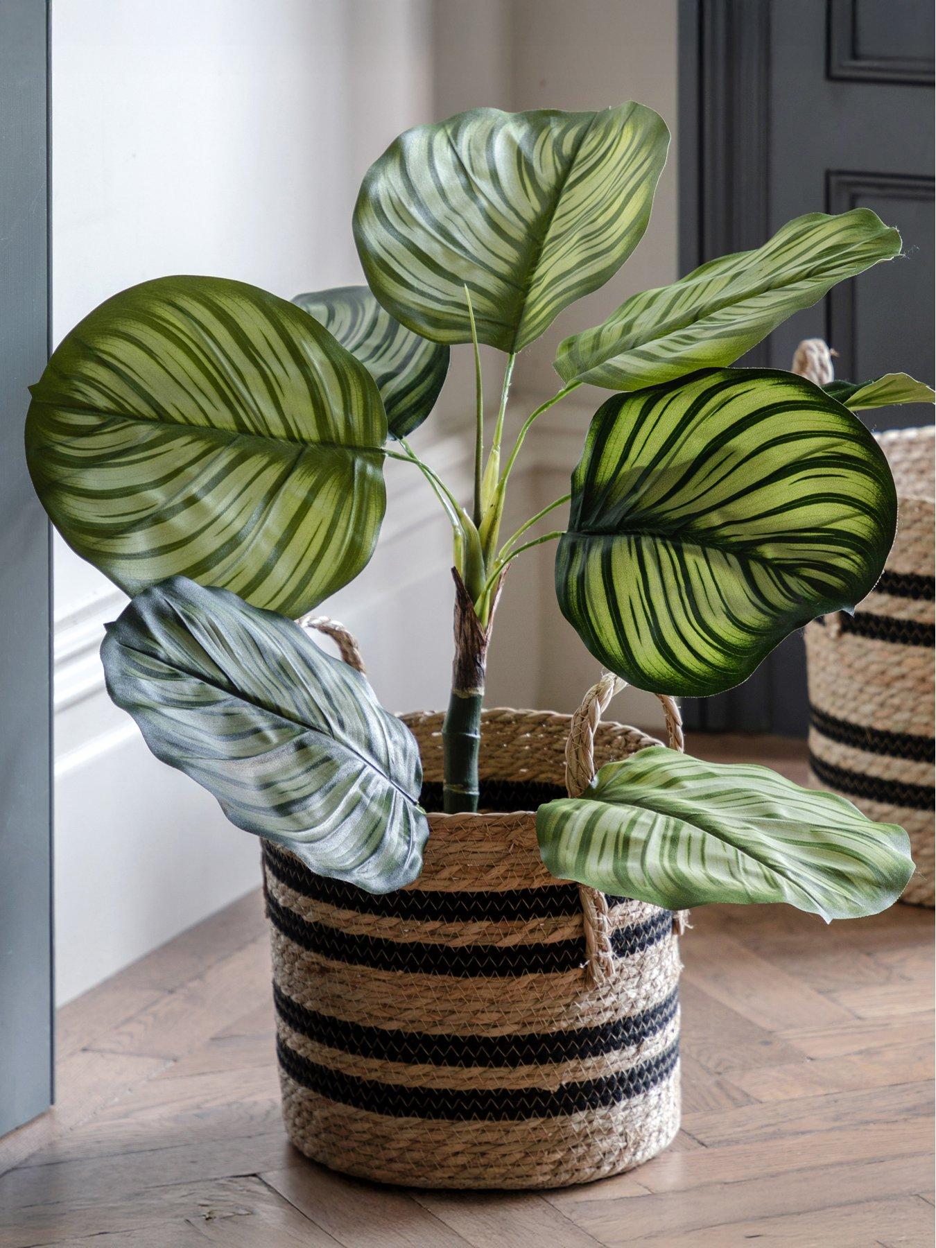 gallery-direct-potted-calathea-leaf-tree-2ft