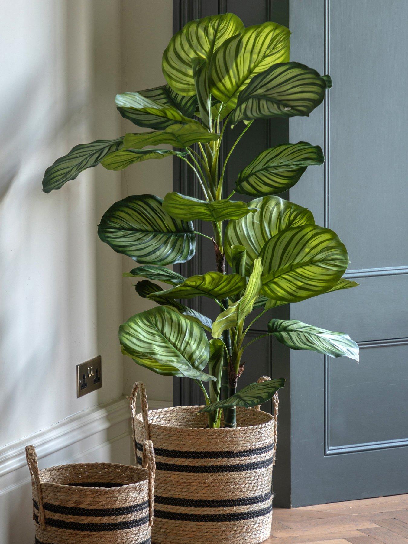 Image 1 of 6 of Gallery Direct Potted Calathea Leaf Tree 4ft
