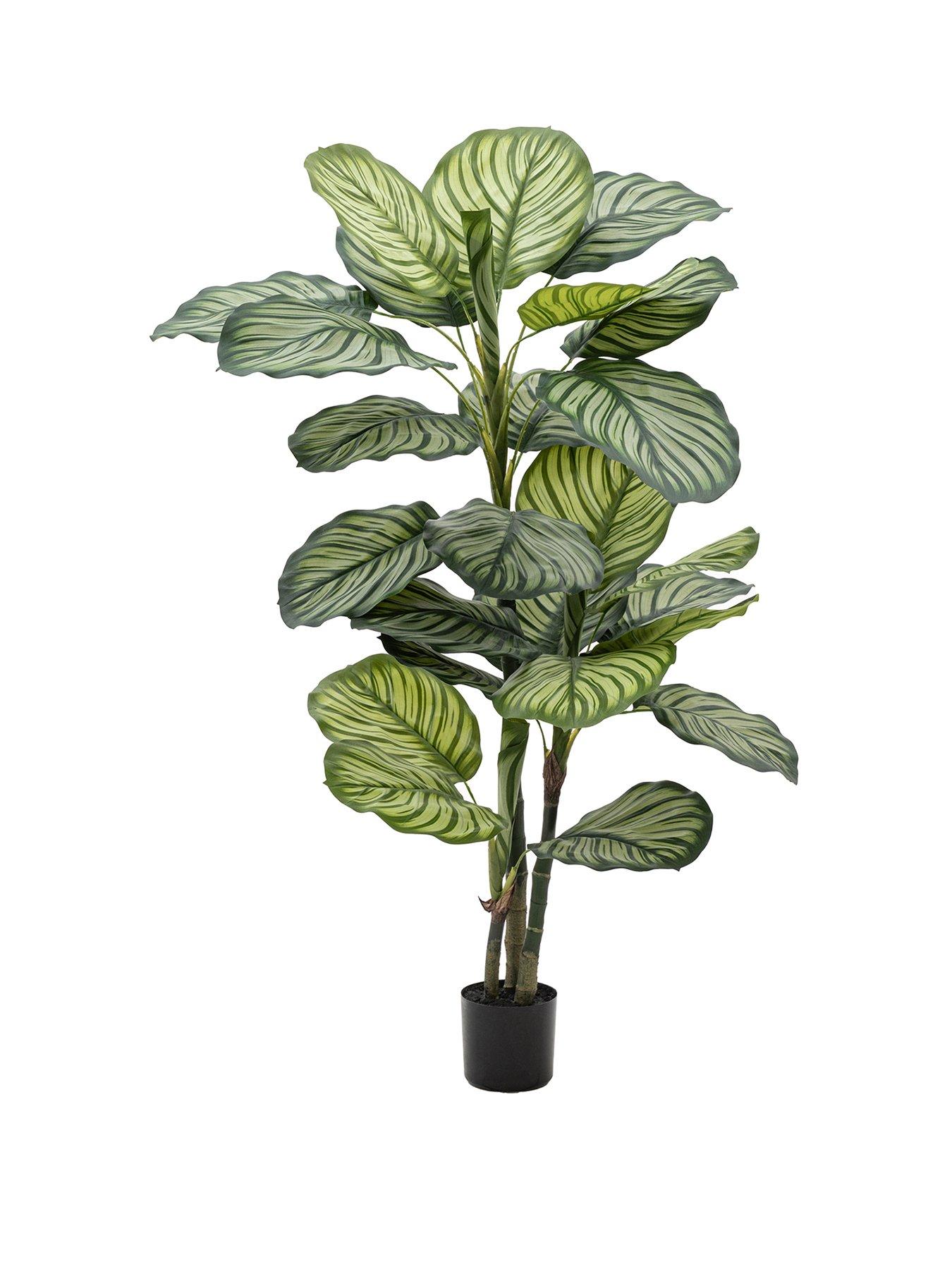Image 2 of 6 of Gallery Direct Potted Calathea Leaf Tree 4ft