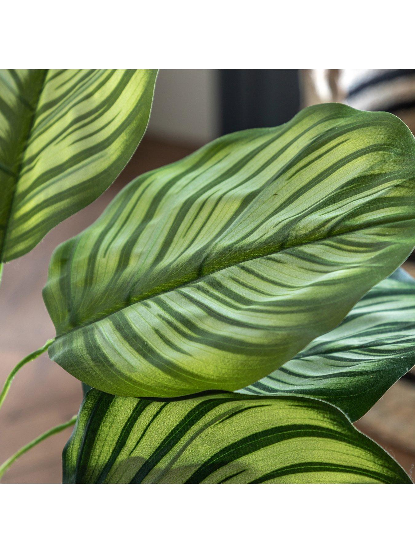 Image 3 of 6 of Gallery Direct Potted Calathea Leaf Tree 4ft