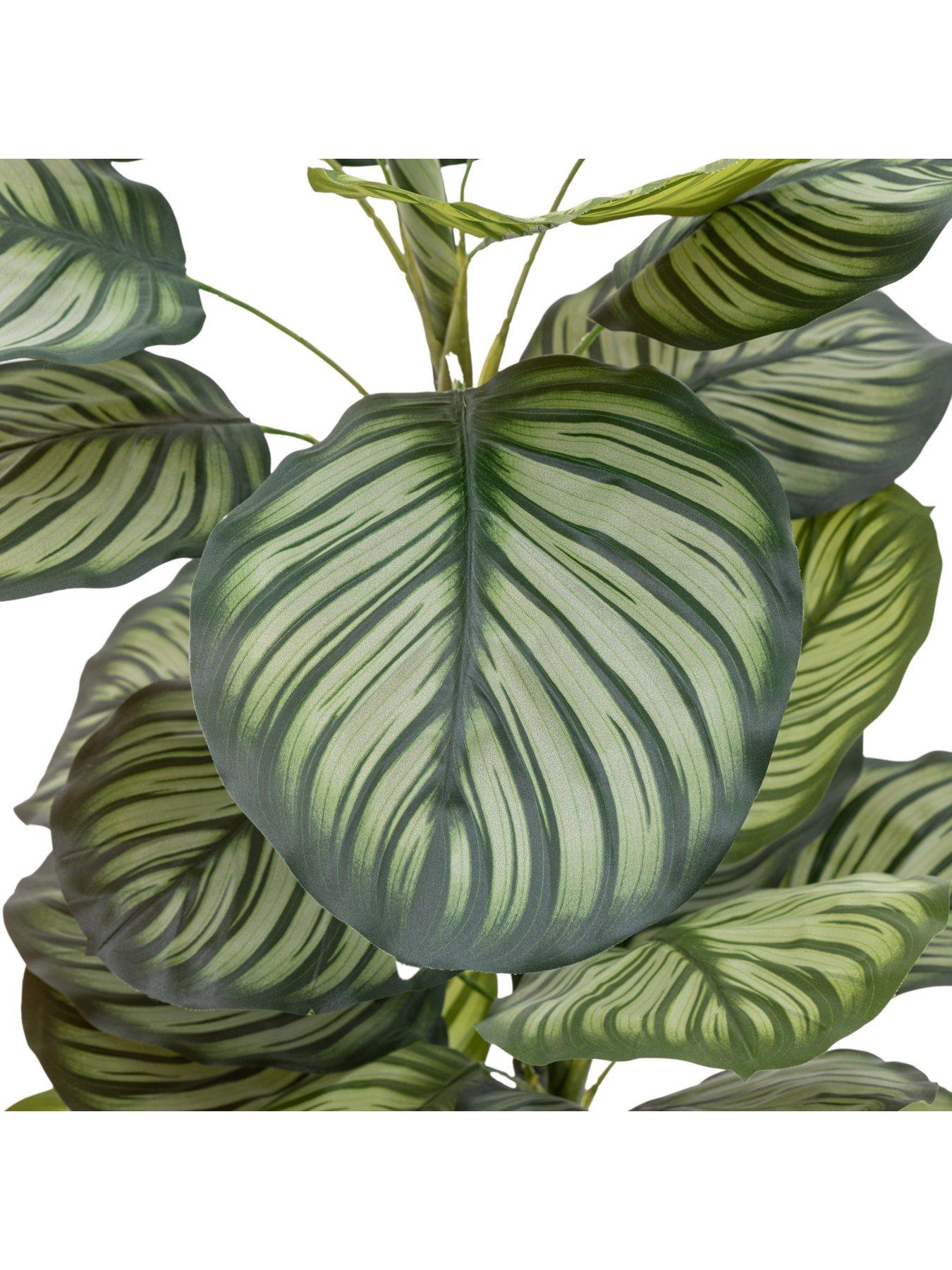Image 4 of 6 of Gallery Direct Potted Calathea Leaf Tree 4ft