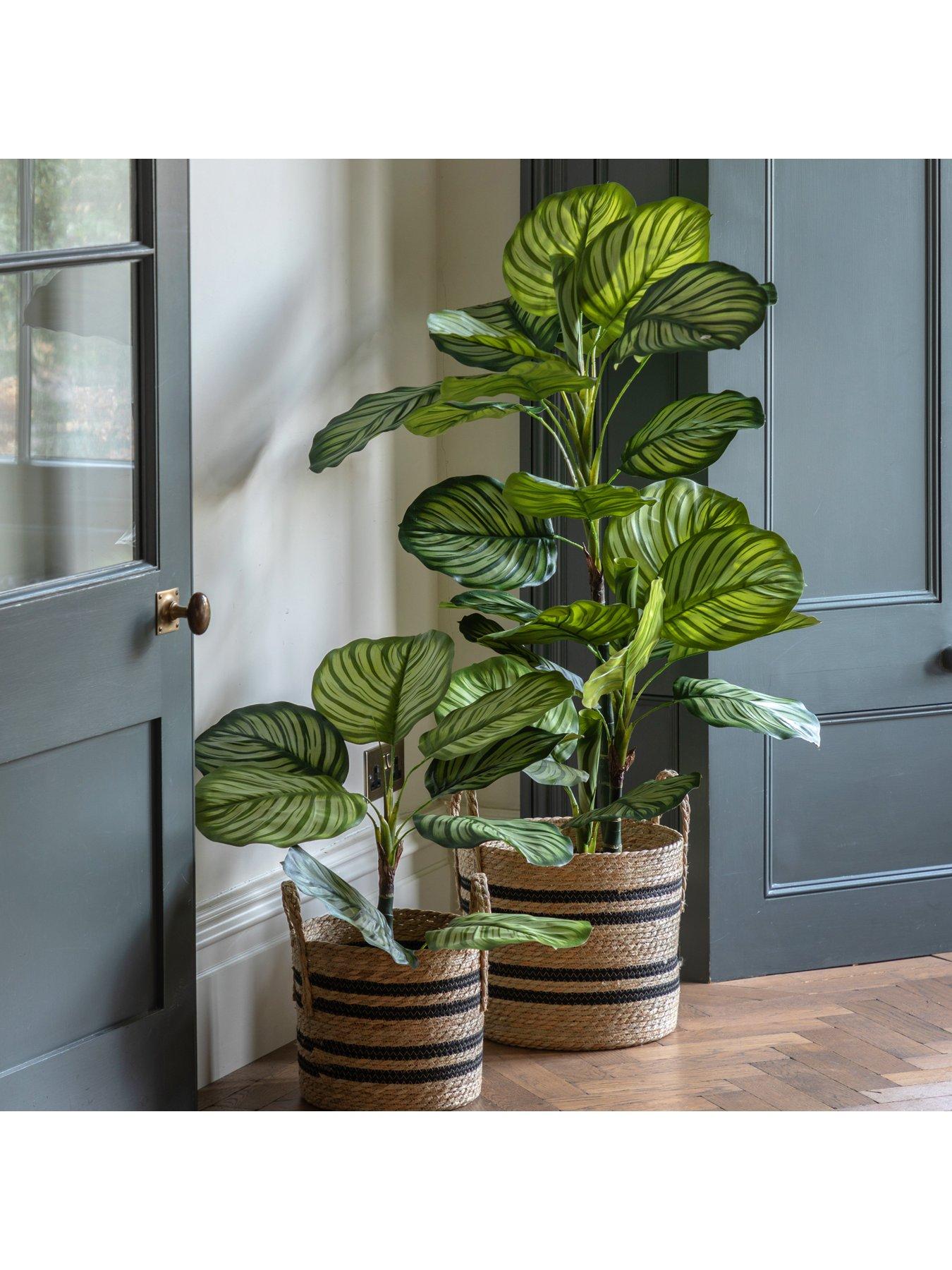 Image 6 of 6 of Gallery Direct Potted Calathea Leaf Tree 4ft