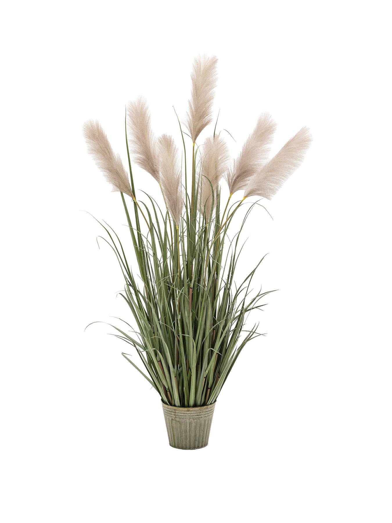 gallery-direct-potted-grass-with-pampas-seed-heads-5pk-1570mmstillFront