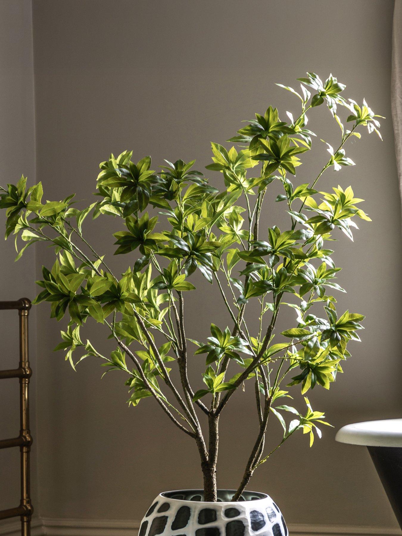 gallery-direct-potted-pieris-japonica-5ft-treefront