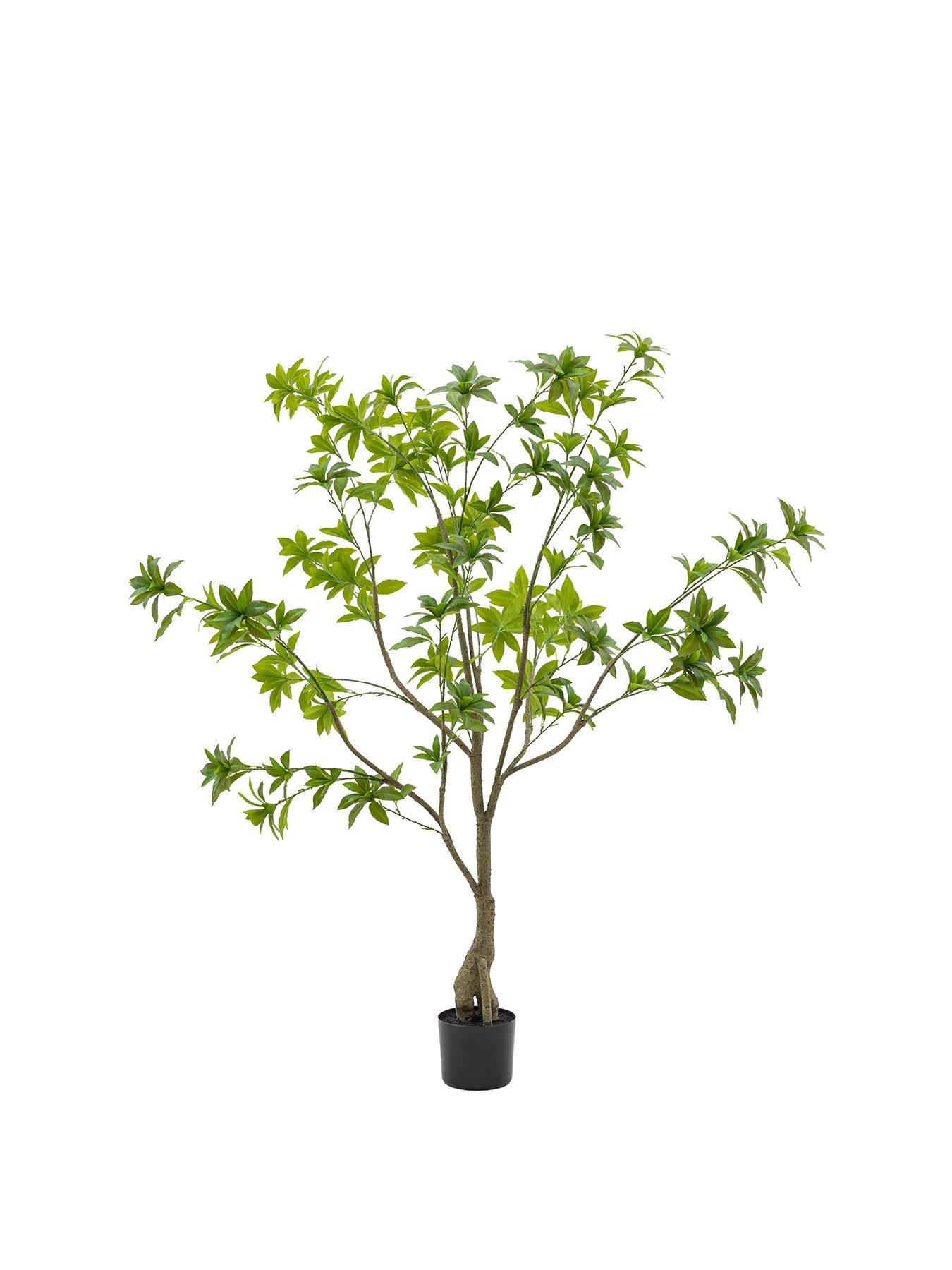 gallery-direct-potted-pieris-japonica-5ft-treestillFront