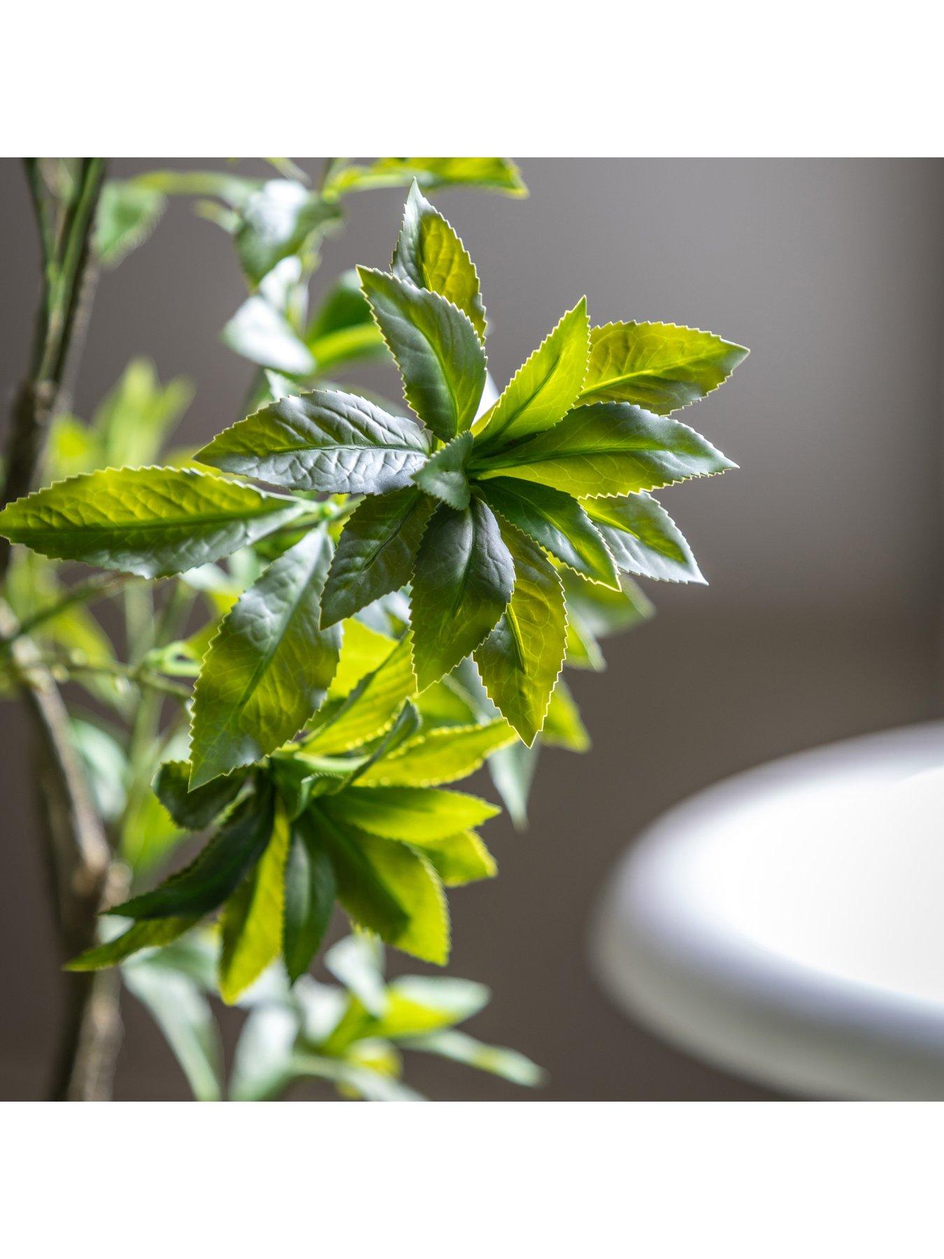 gallery-direct-potted-pieris-japonica-5ft-treeback