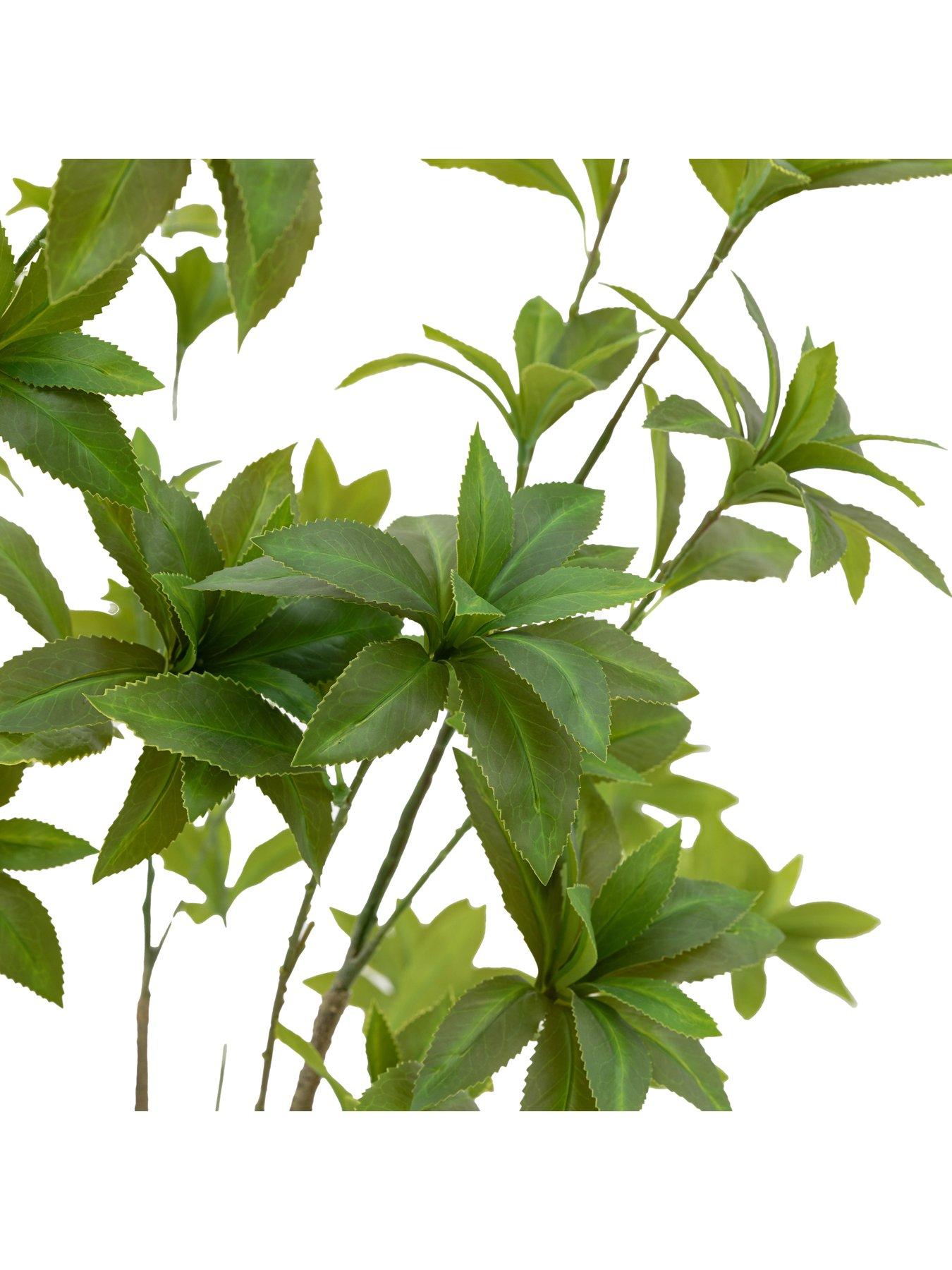 gallery-direct-potted-pieris-japonica-5ft-treeoutfit