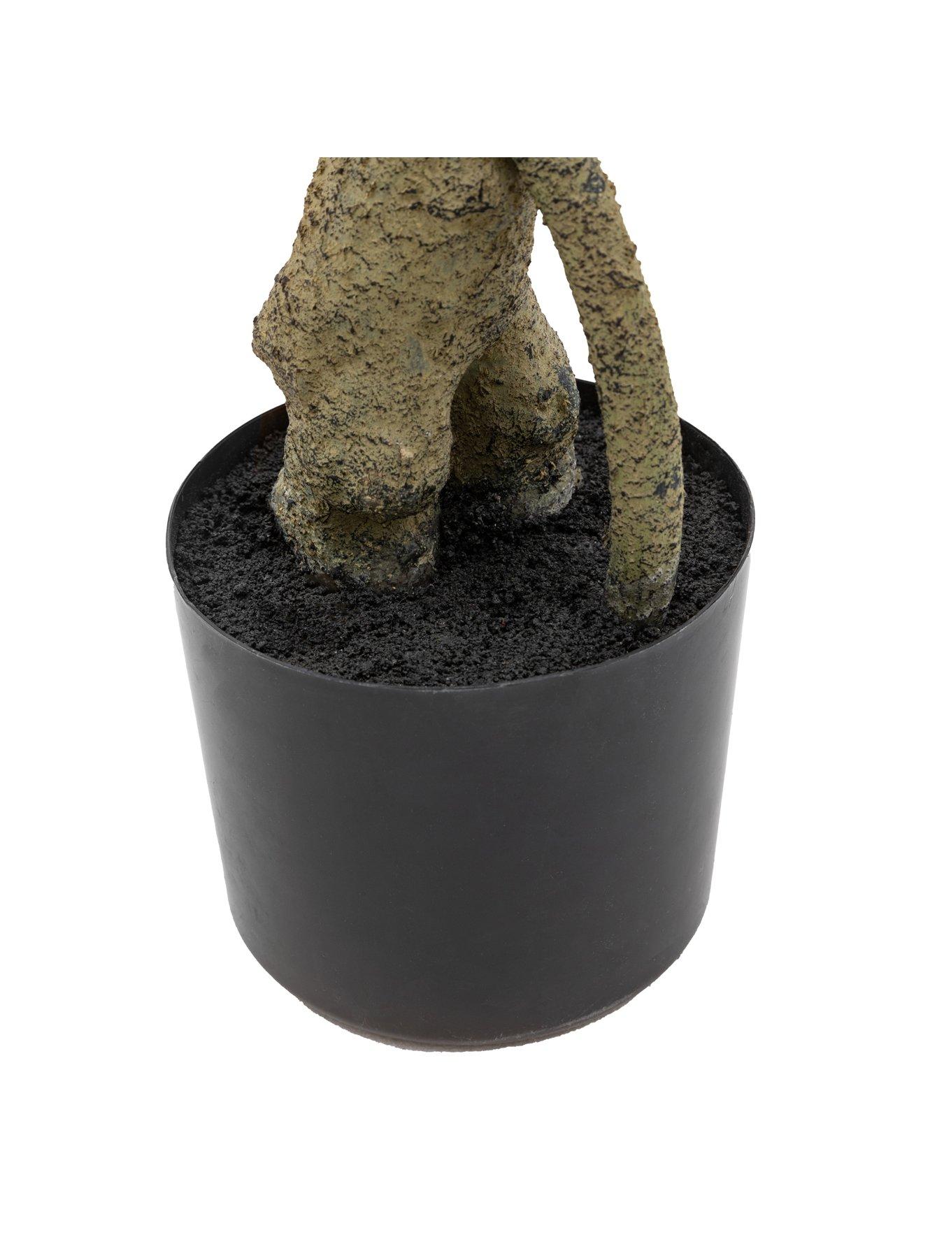 gallery-direct-potted-pieris-japonica-5ft-treedetail