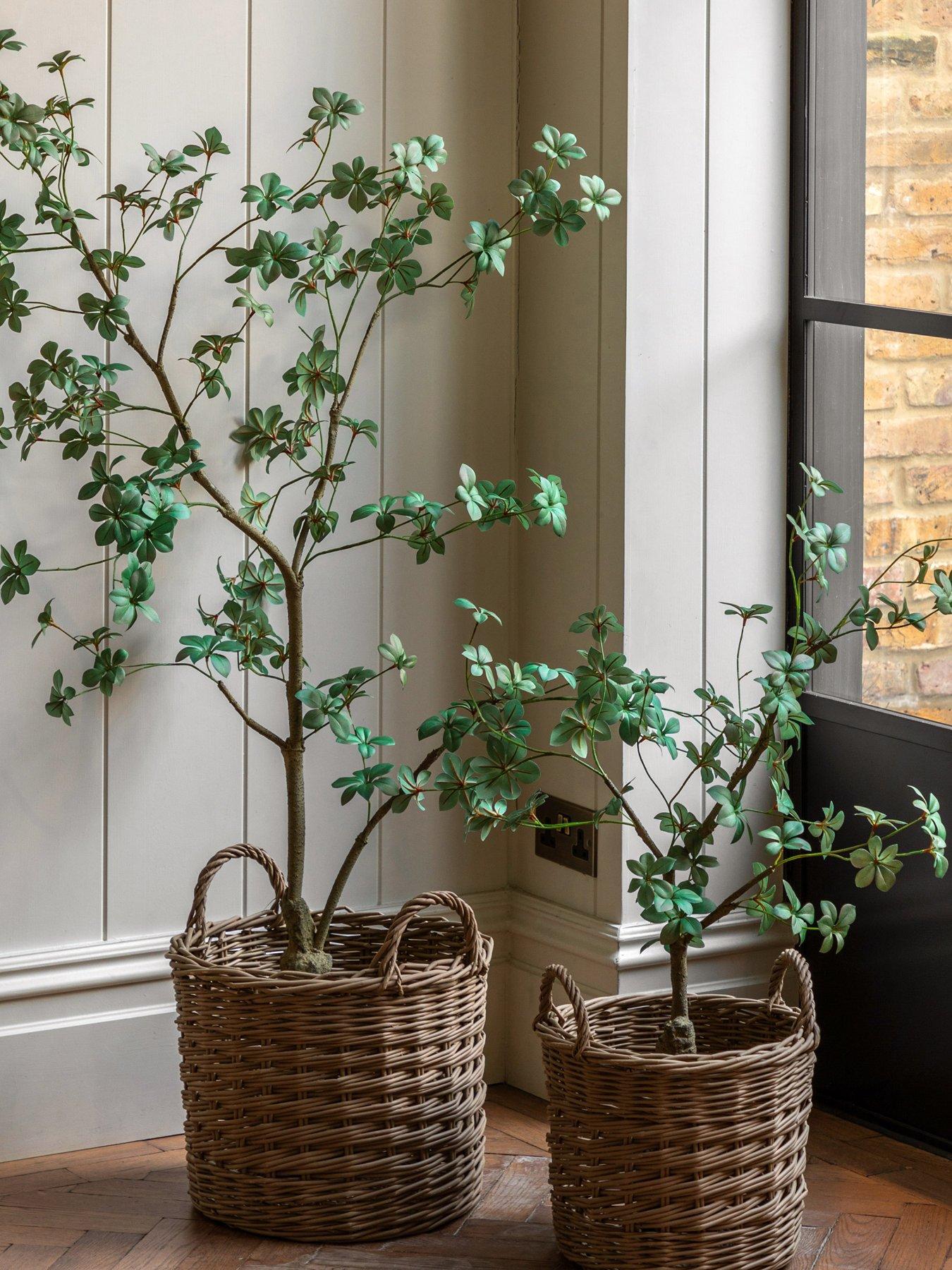 Image 1 of 5 of Gallery Direct Potted Rhodoleia 3ft Tree