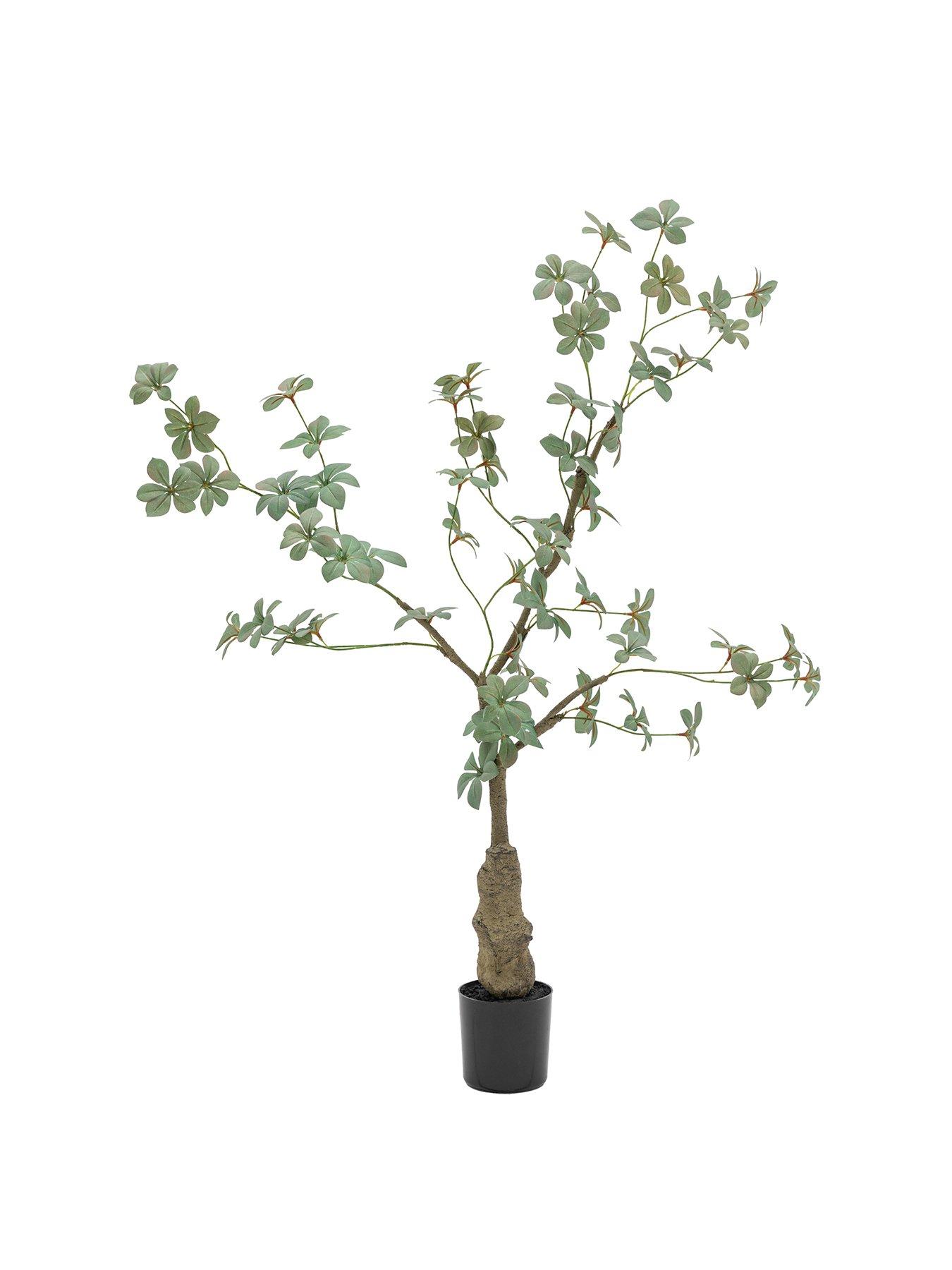 Image 2 of 5 of Gallery Direct Potted Rhodoleia 3ft Tree