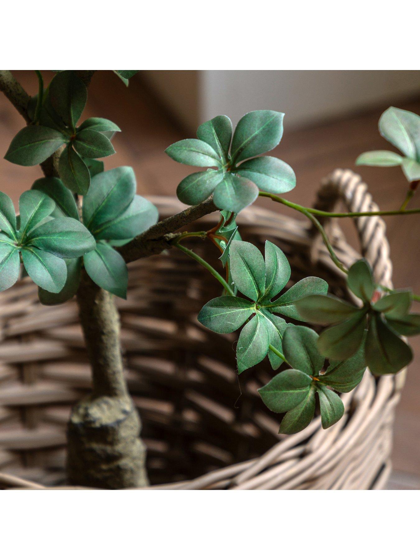 Image 3 of 5 of Gallery Direct Potted Rhodoleia 3ft Tree