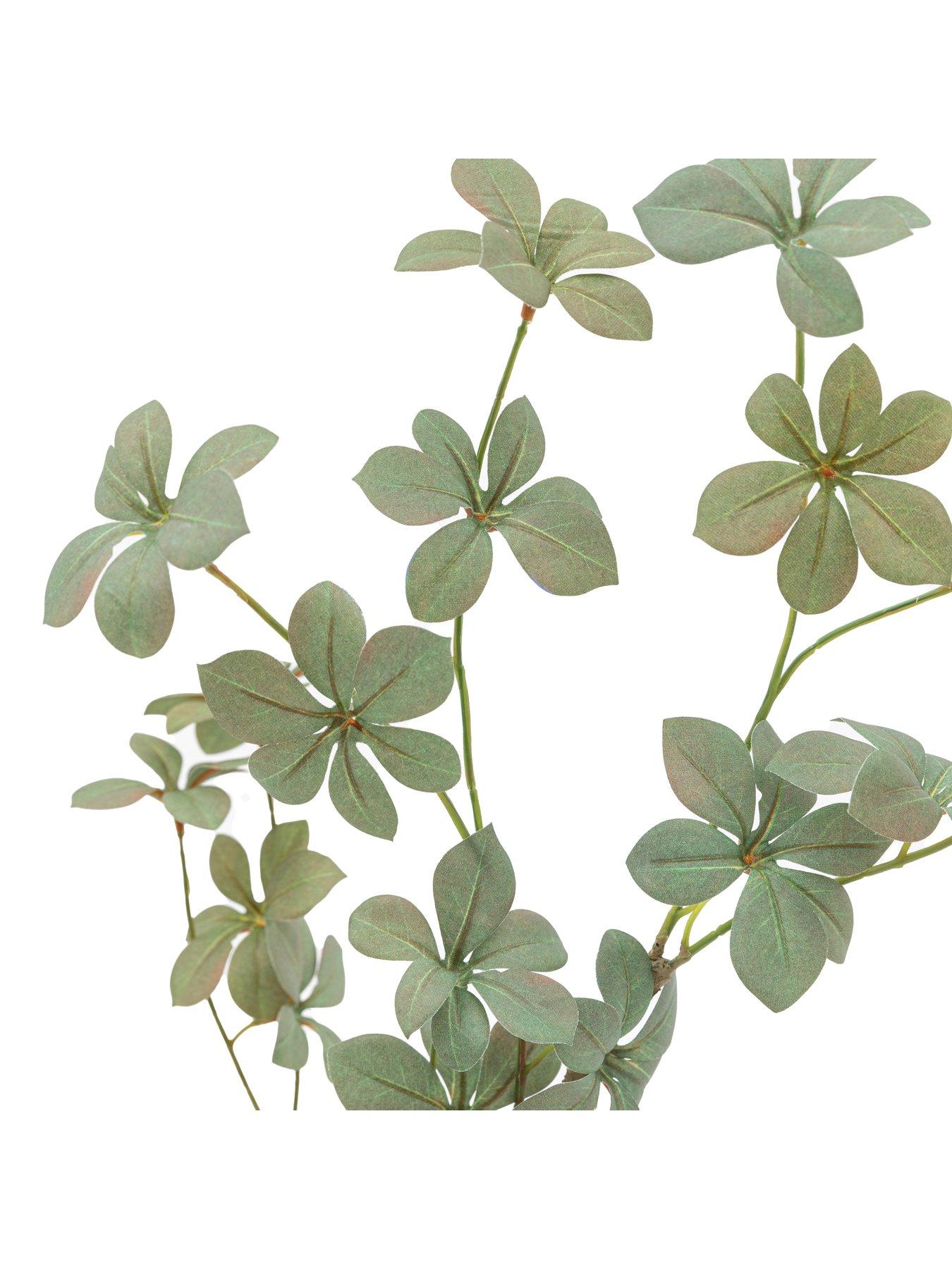 Image 4 of 5 of Gallery Direct Potted Rhodoleia 3ft Tree