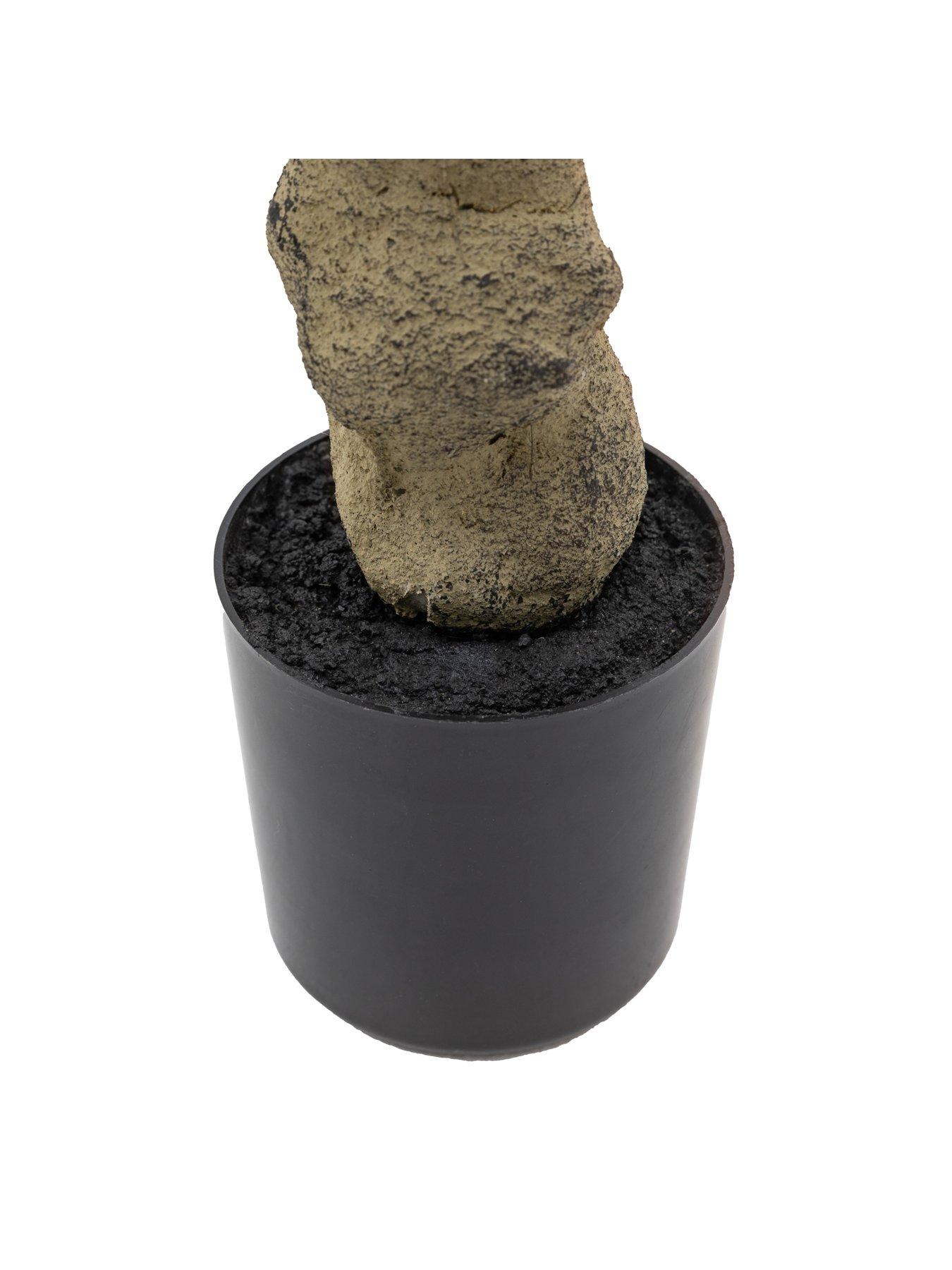 Image 5 of 5 of Gallery Direct Potted Rhodoleia 3ft Tree