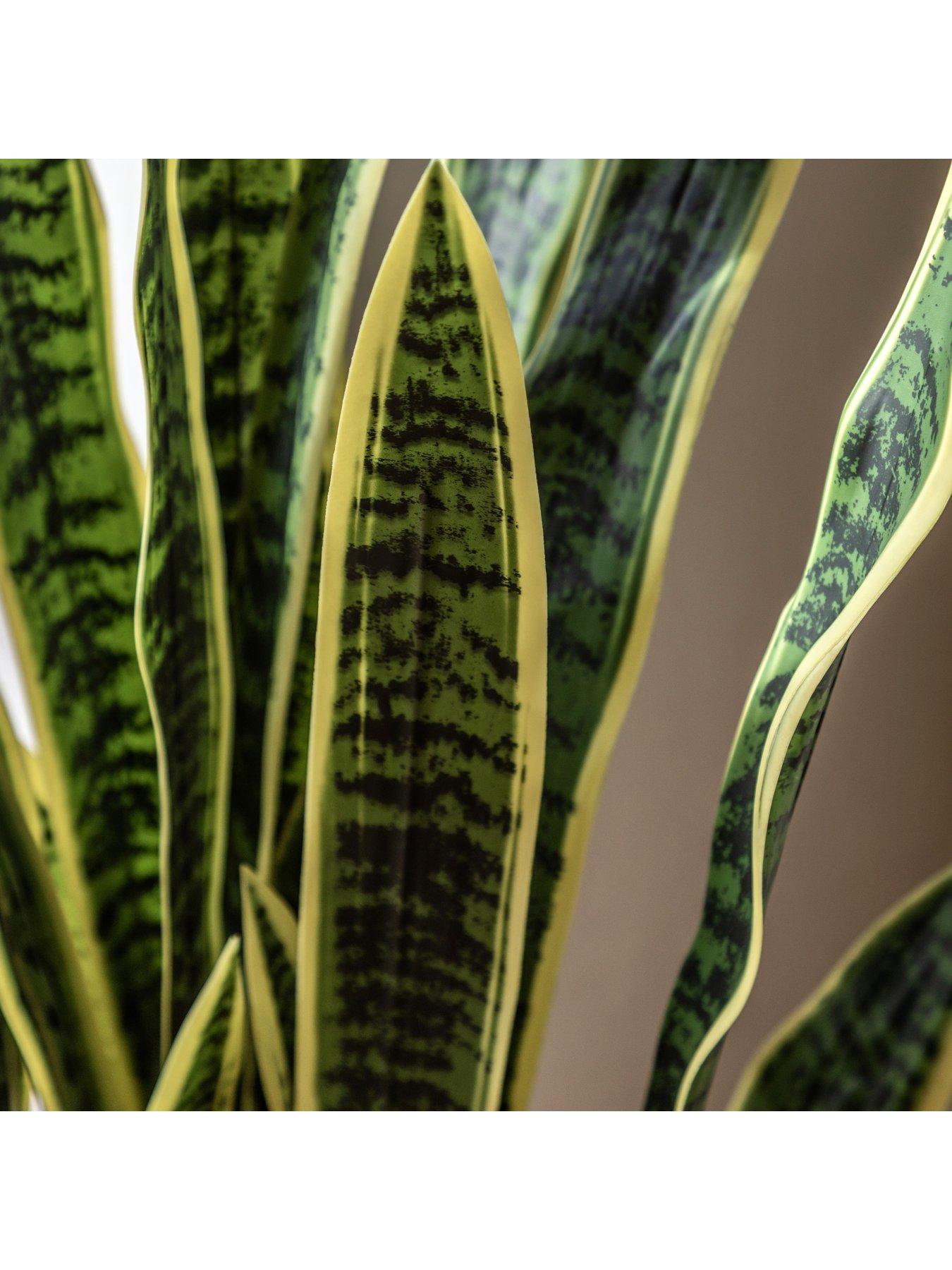gallery-direct-potted-sansevieria-plant-4ftback
