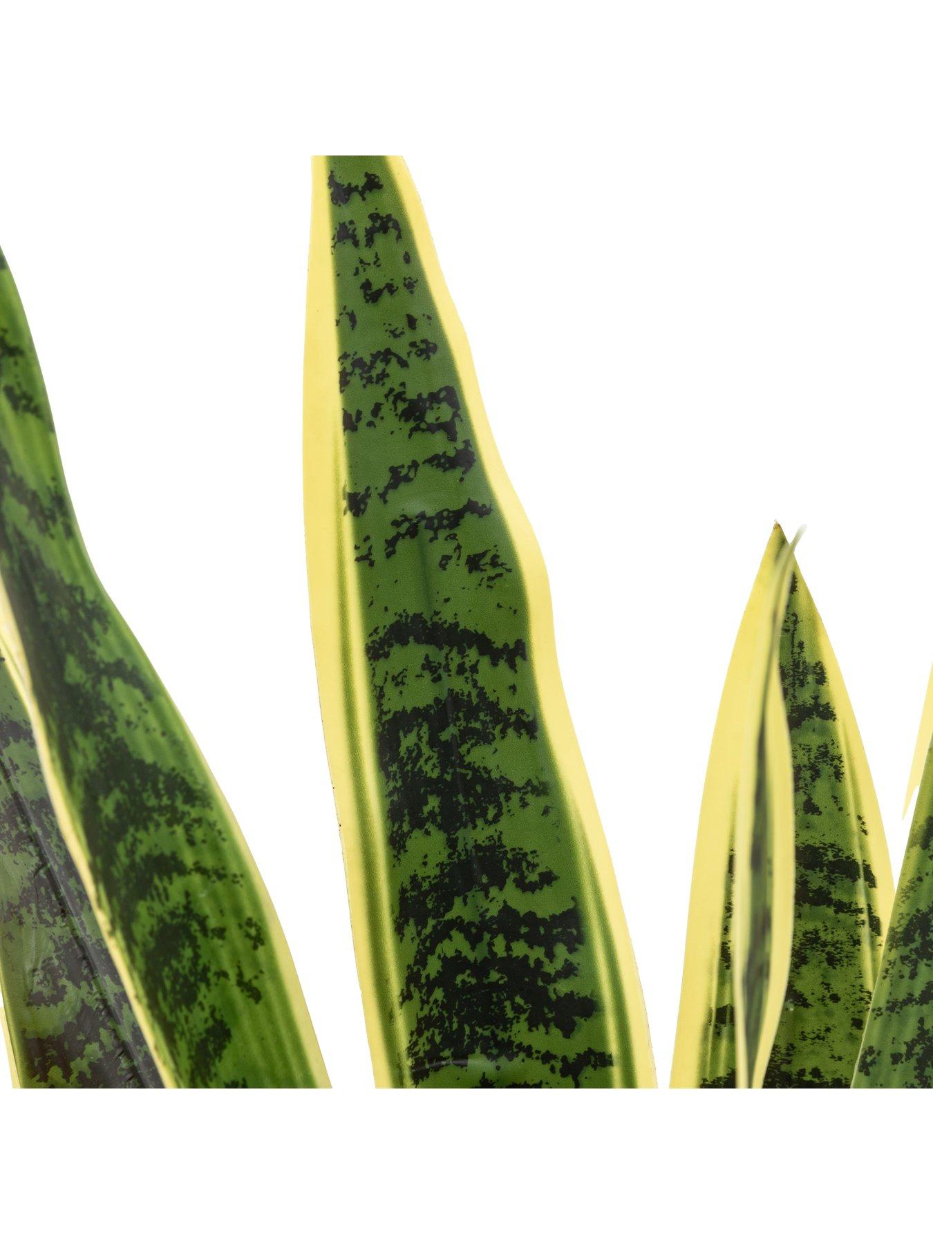 gallery-direct-potted-sansevieria-plant-4ftoutfit