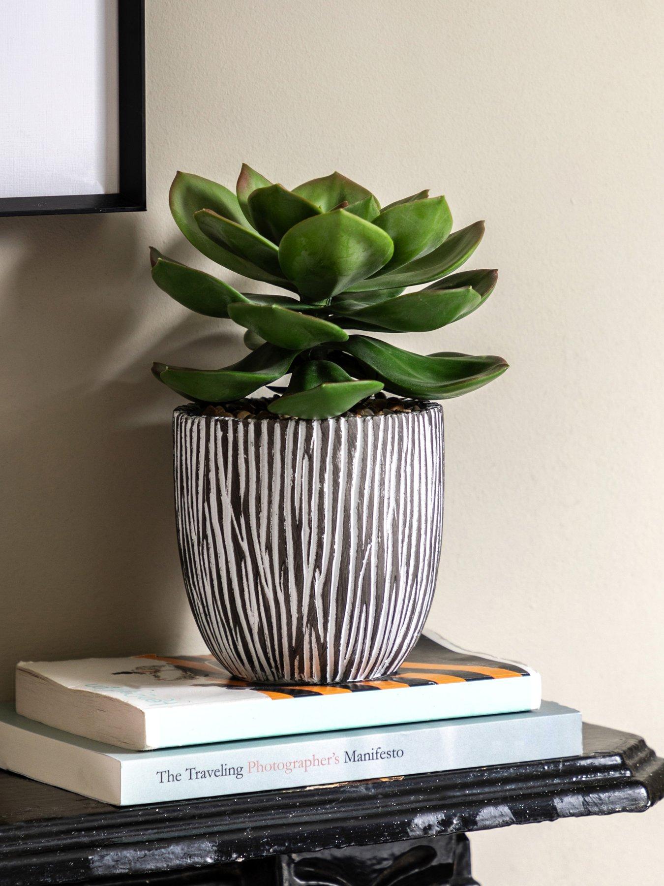 gallery-direct-potted-succulent-in-ribbed-black-ceramic-potfront