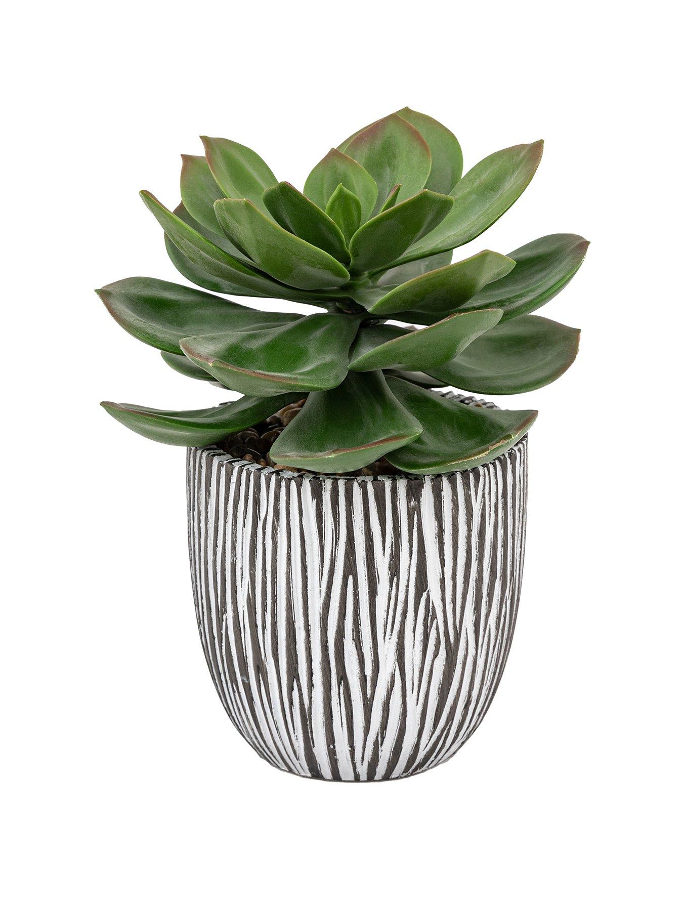 gallery-direct-potted-succulent-in-ribbed-black-ceramic-potstillFront