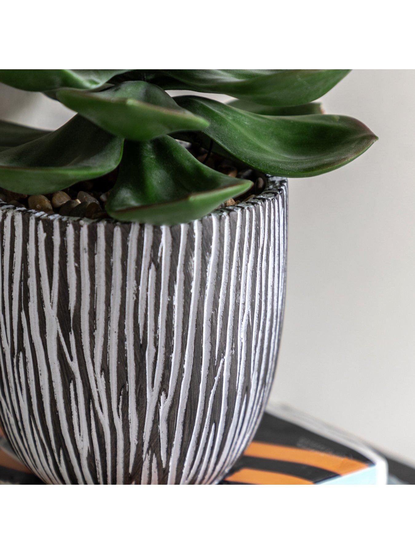 gallery-direct-potted-succulent-in-ribbed-black-ceramic-potback