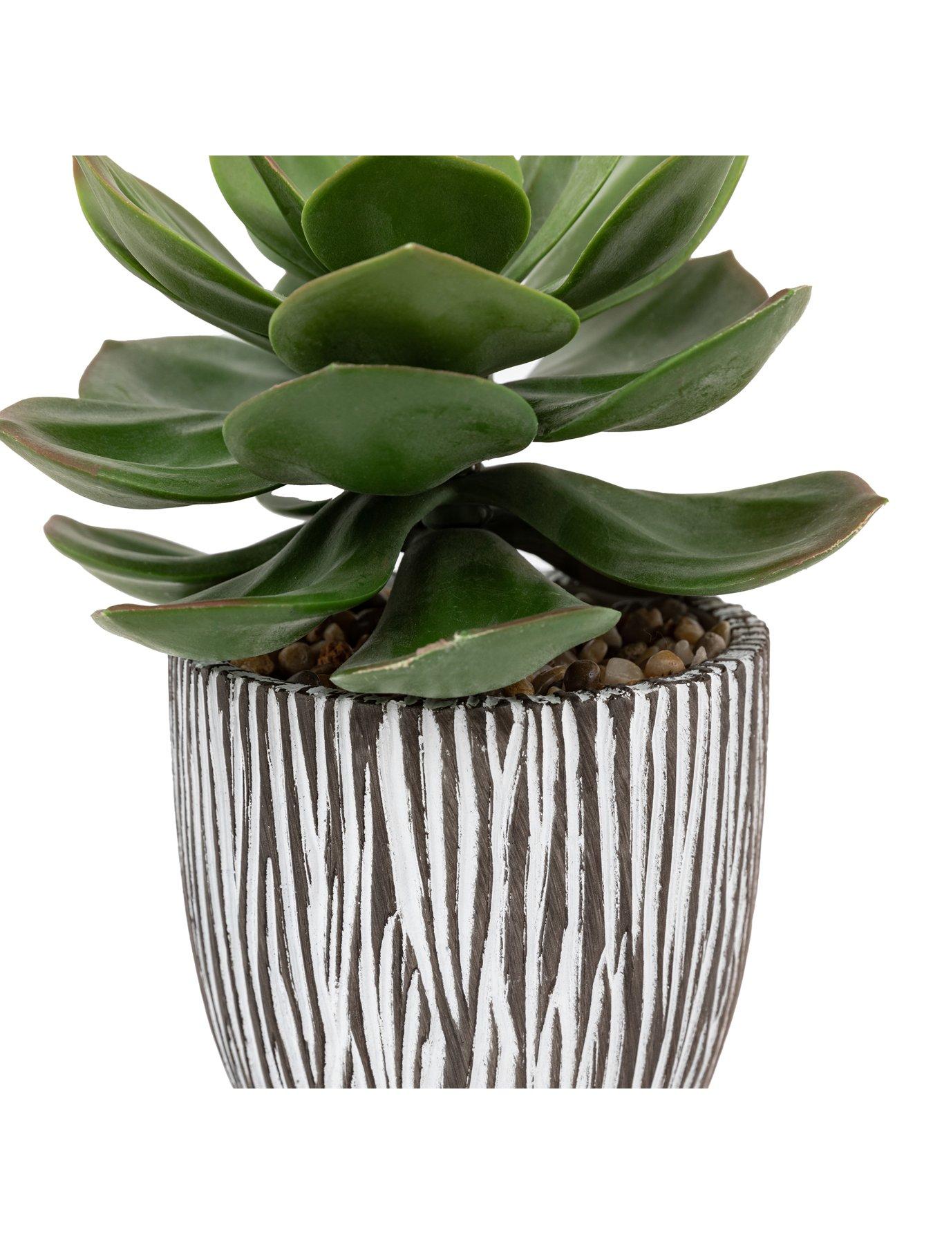 gallery-direct-potted-succulent-in-ribbed-black-ceramic-potdetail