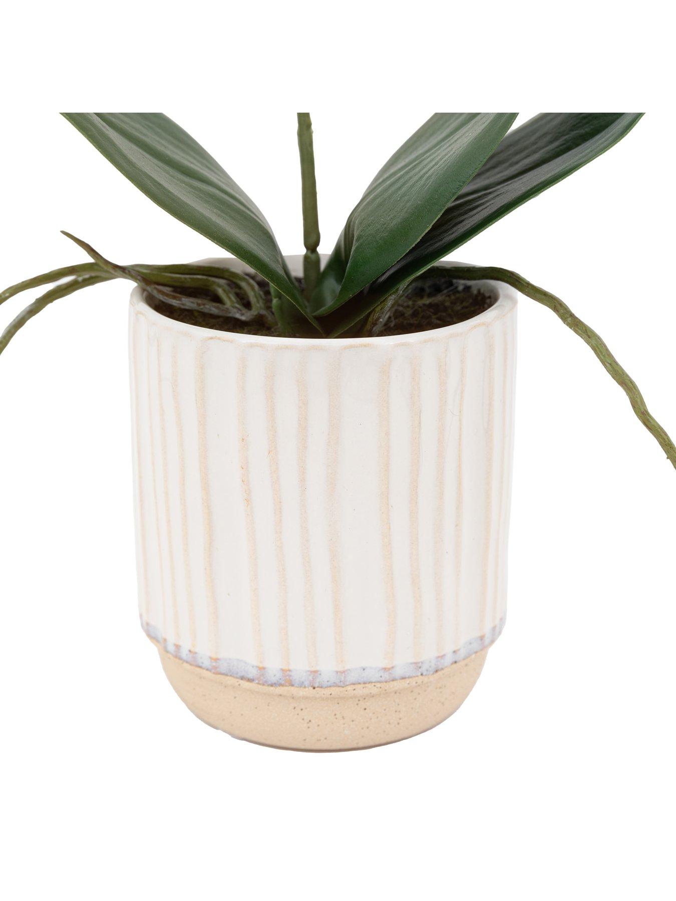 Image 6 of 6 of Gallery Direct Orchid Cream In Ribbed White Ceramic Pot 320mm