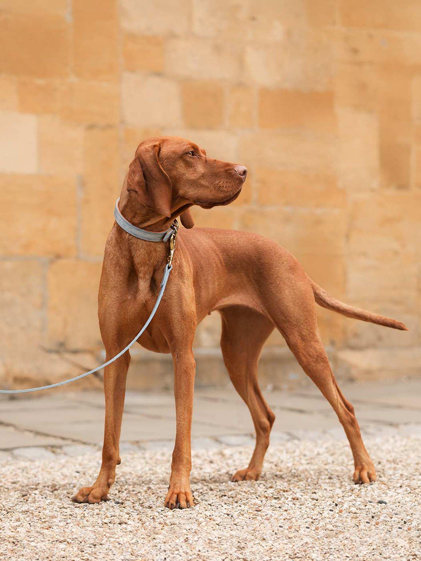 lords-and-labradors-ostrich-leather-lead-grey