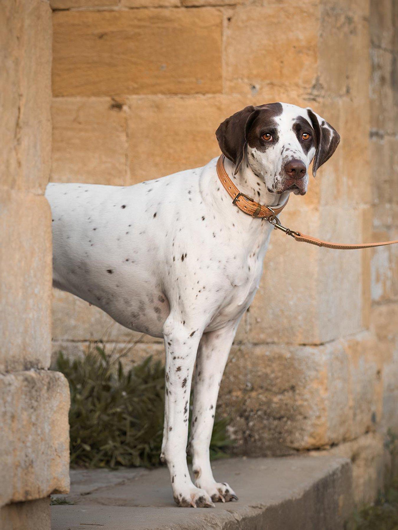 Lords and Labradors Italian Leather Lead Tan & Cream