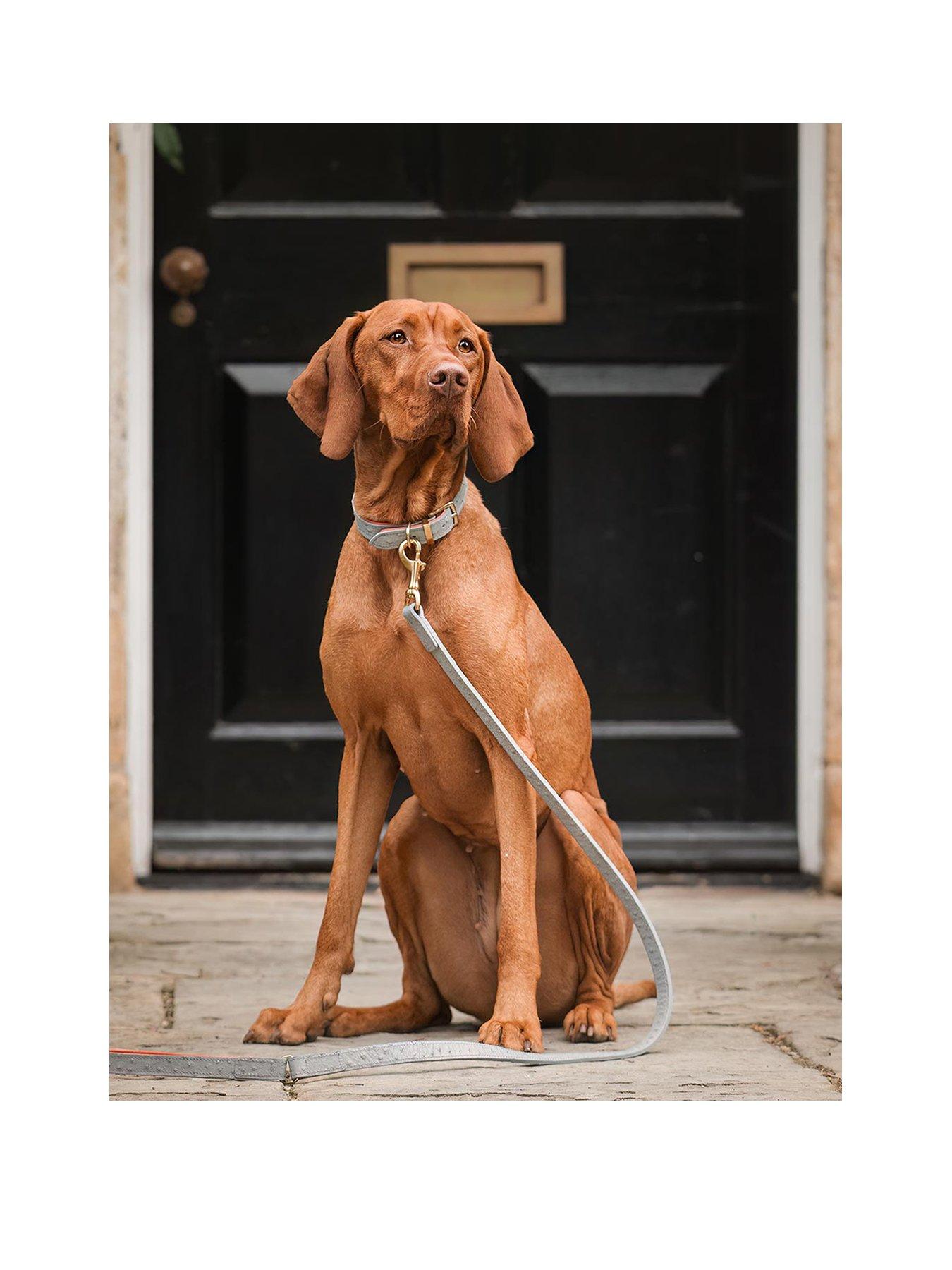 lords-and-labradors-italian-leather-collar-ostrich-print