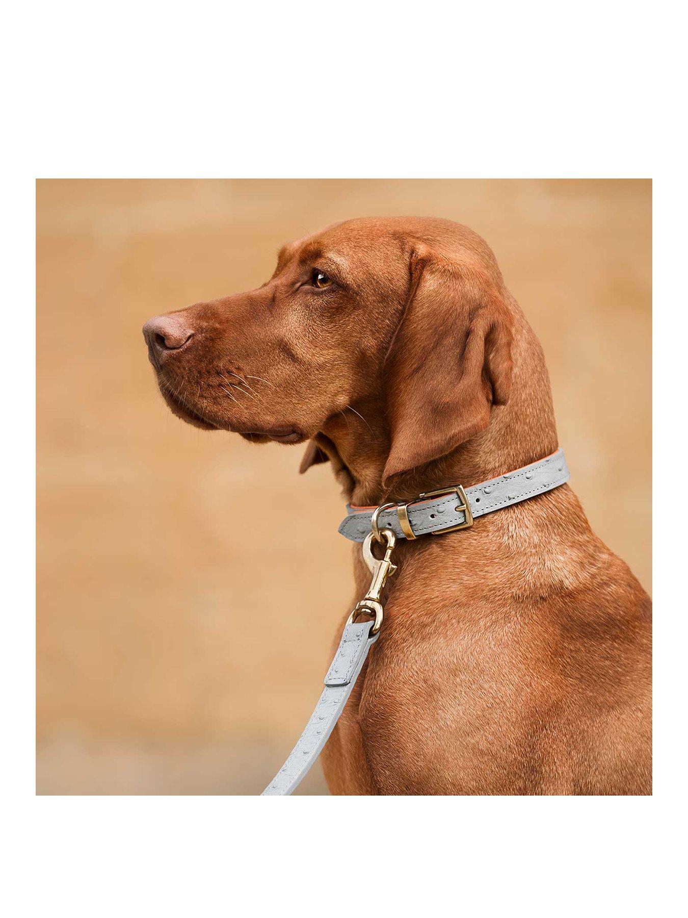 Image 2 of 4 of Lords and Labradors Italian Leather Collar - Ostrich Print